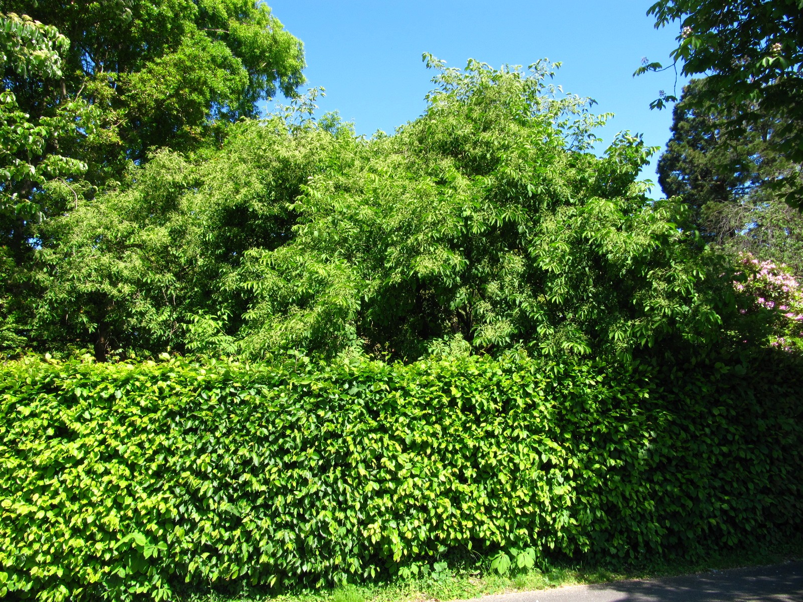 Euonymus hamiltonianus var. sieboldianus - Bot. Garten Oldenburg - Mai 2025