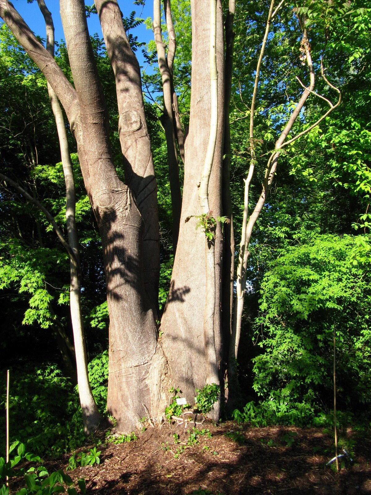 Ailanthus altissima - Bot. Garten Oldenburg - Mai 2025