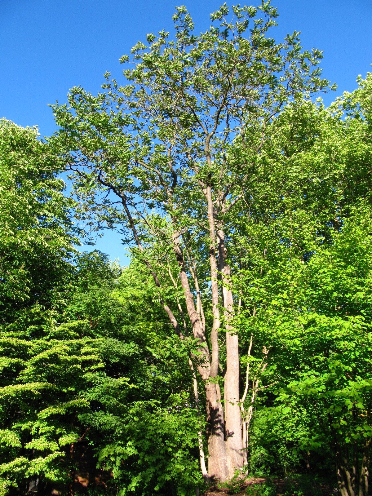 Ailanthus altissima - Bot. Garten Oldenburg - Mai 2025