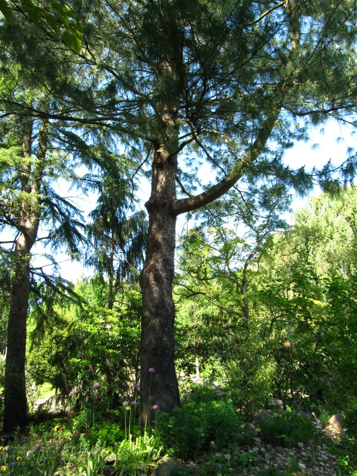 Pinus wallichiana - Bot. Garten Oldenburg - Mai 2025