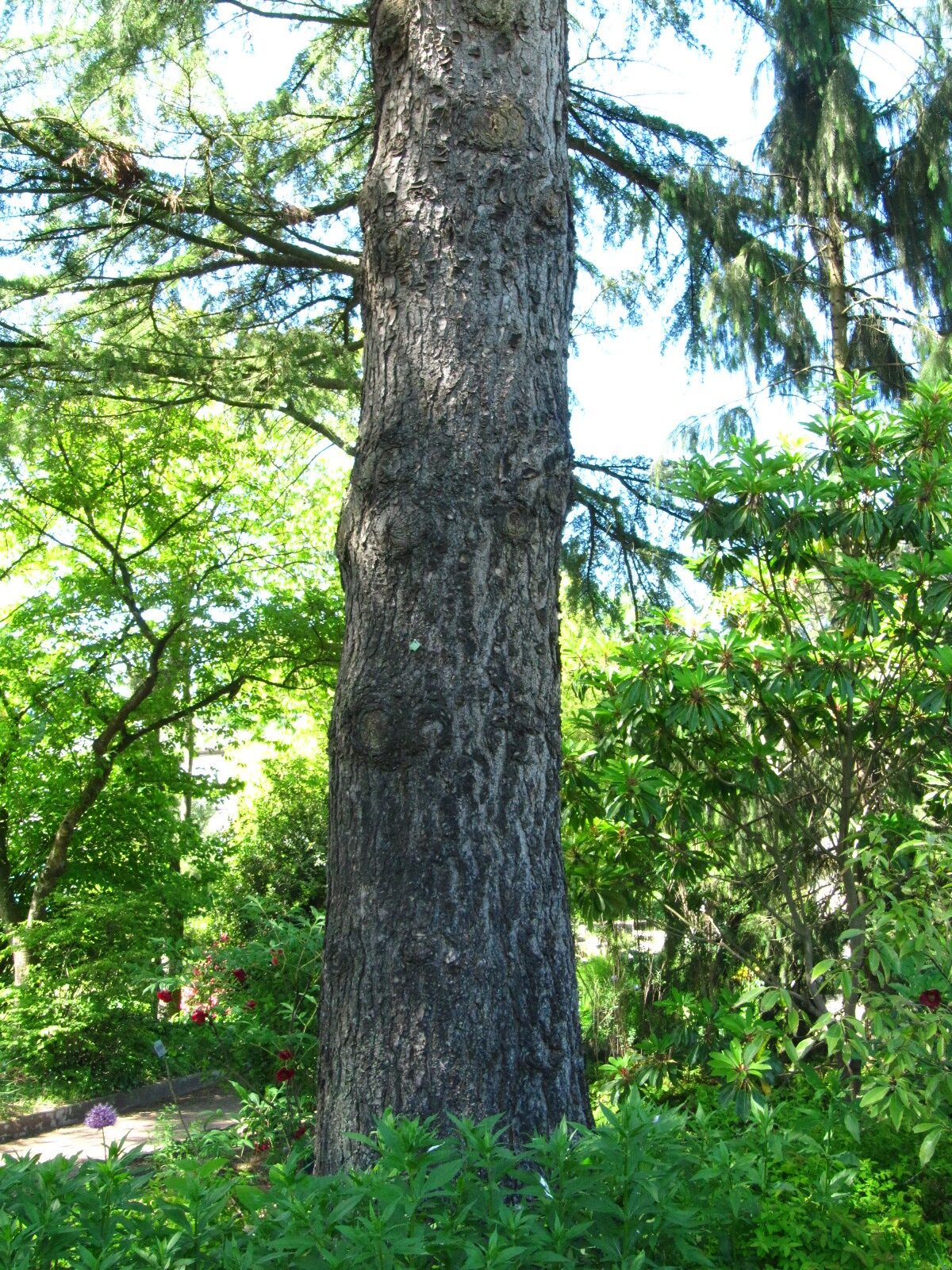 Pinus wallichiana - Bot. Garten Oldenburg - Mai 2025