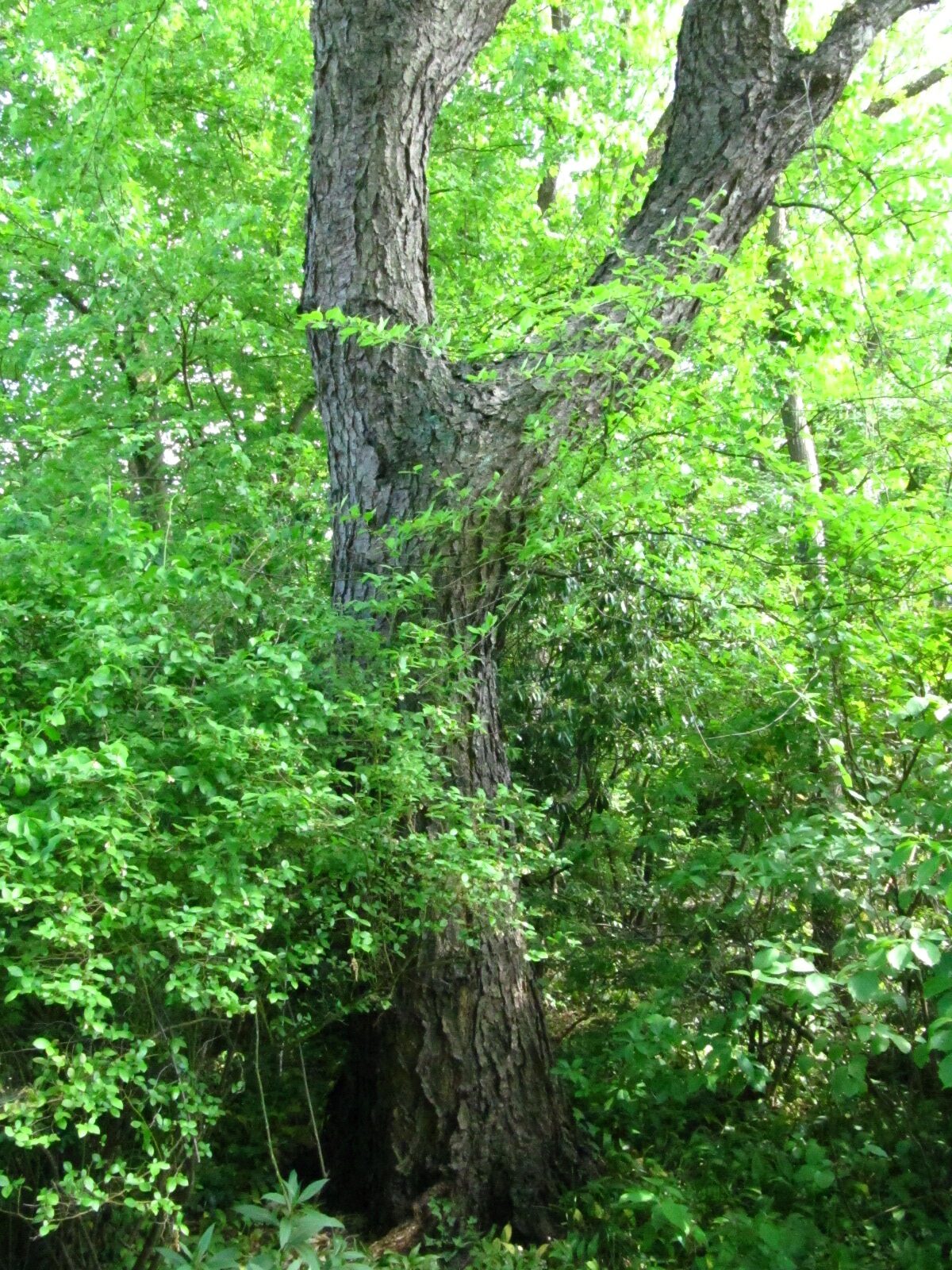 Betula nigra - Bot. Garten Oldenburg - Mai 2025