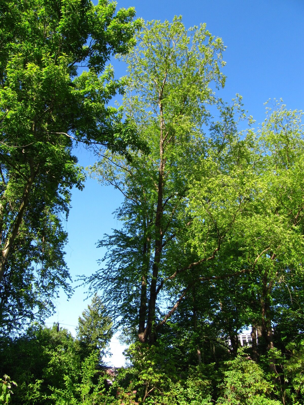 Betula nigra - Bot. Garten Oldenburg - Mai 2025