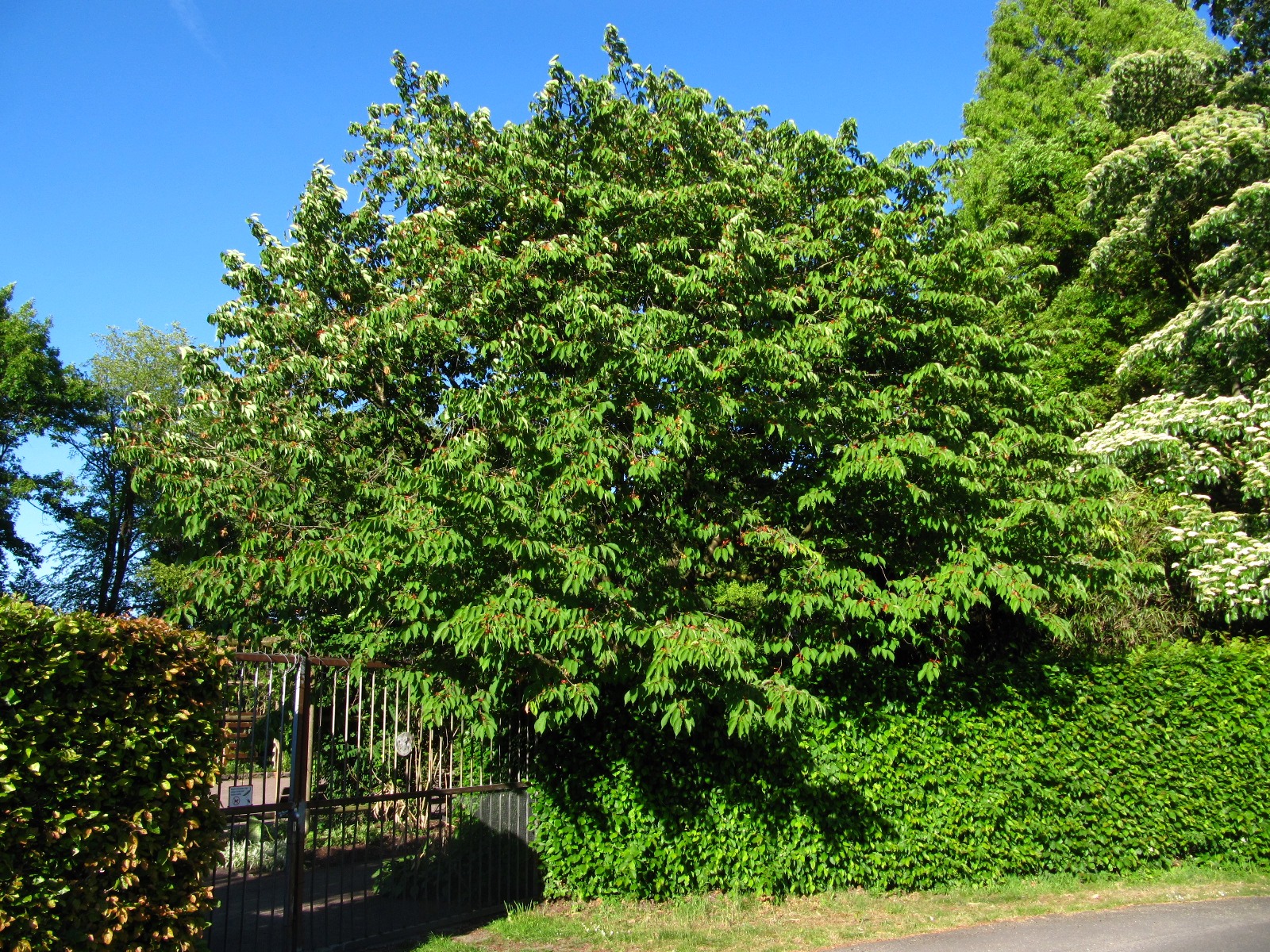 Prunus sargentii - Bot. Garten Oldenburg - Mai 2025