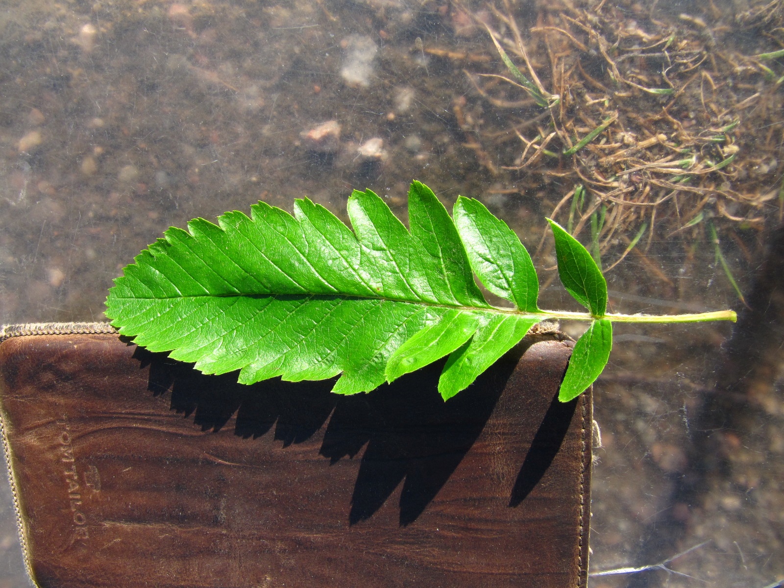 Sorbus × thuringiaca - Arboretum Thedinghausen - Mai 2025