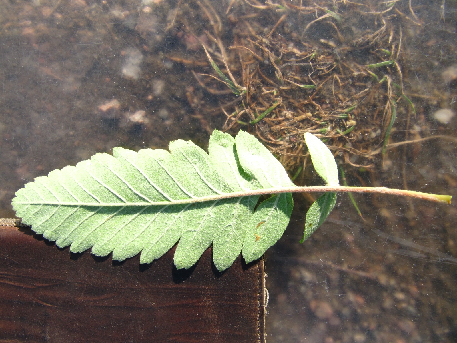 Sorbus × thuringiaca - Arboretum Thedinghausen - Mai 2025