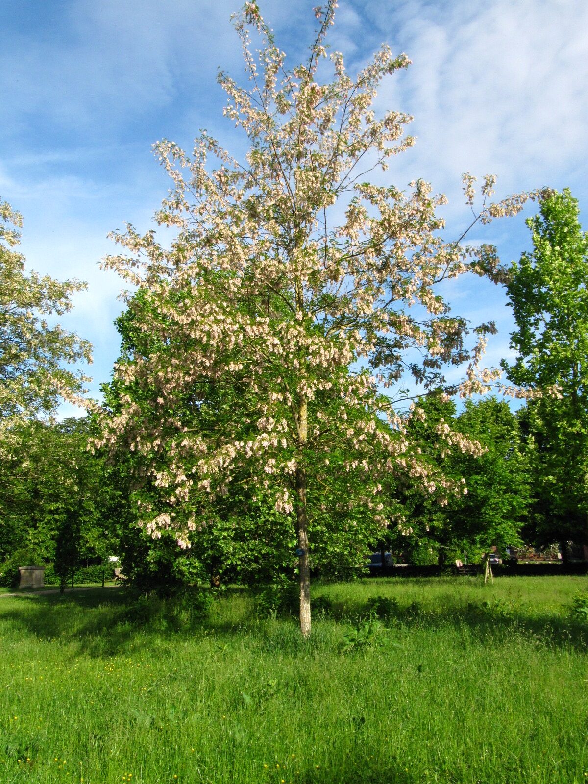 'Sandraudiga' pseudoacacia Robinia