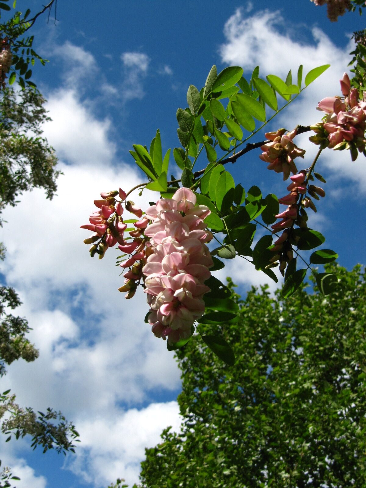 Robinia pseudoacacia 'Sandraudiga' - Arboretum Thedinghausen - Mai 2025