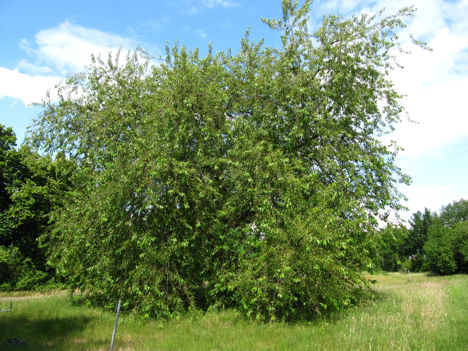 Prunus serotina - Bremen-Horn-Lehe - Mai 2025