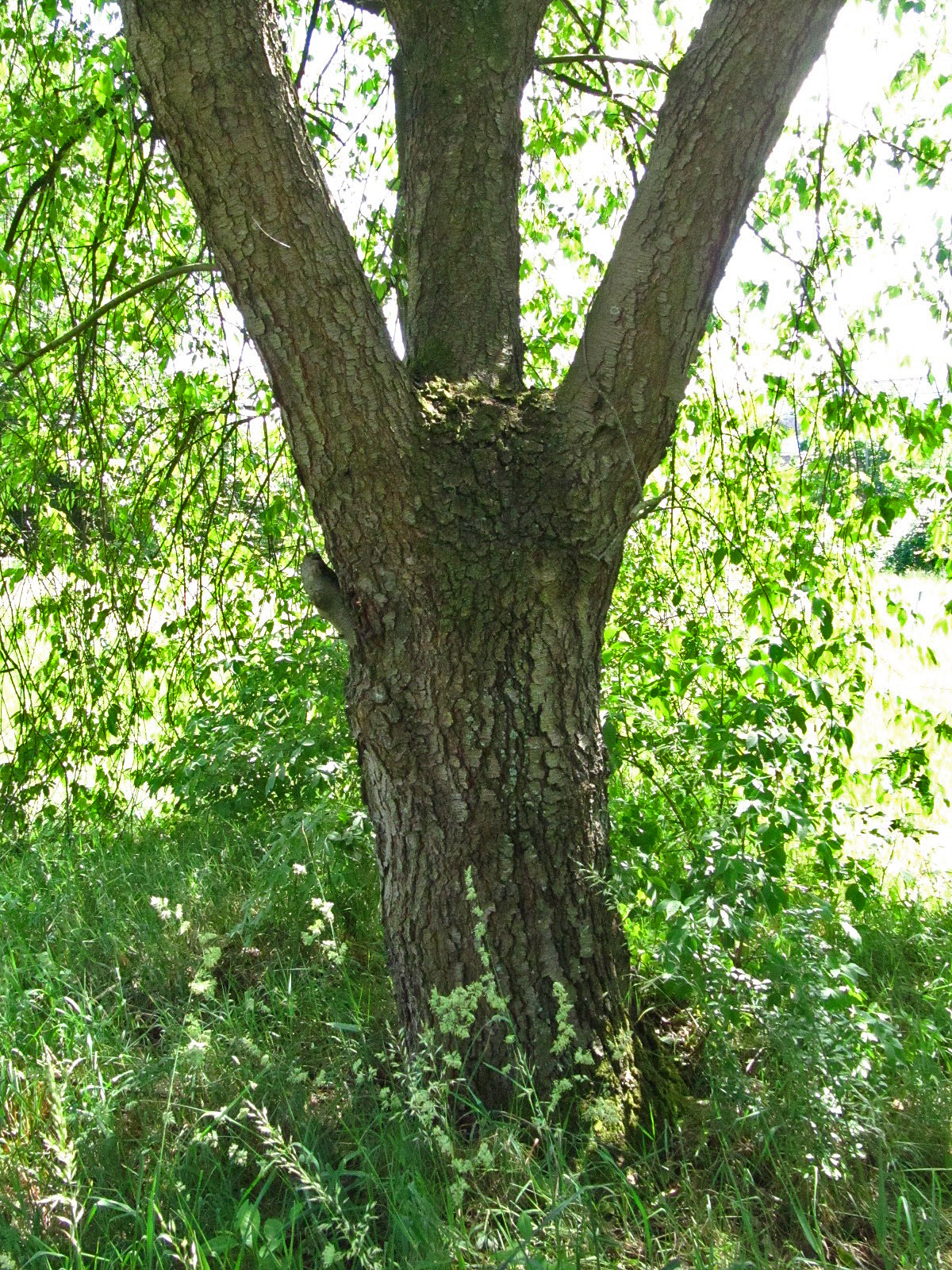 Prunus serotina - Bremen-Horn-Lehe - Mai 2025