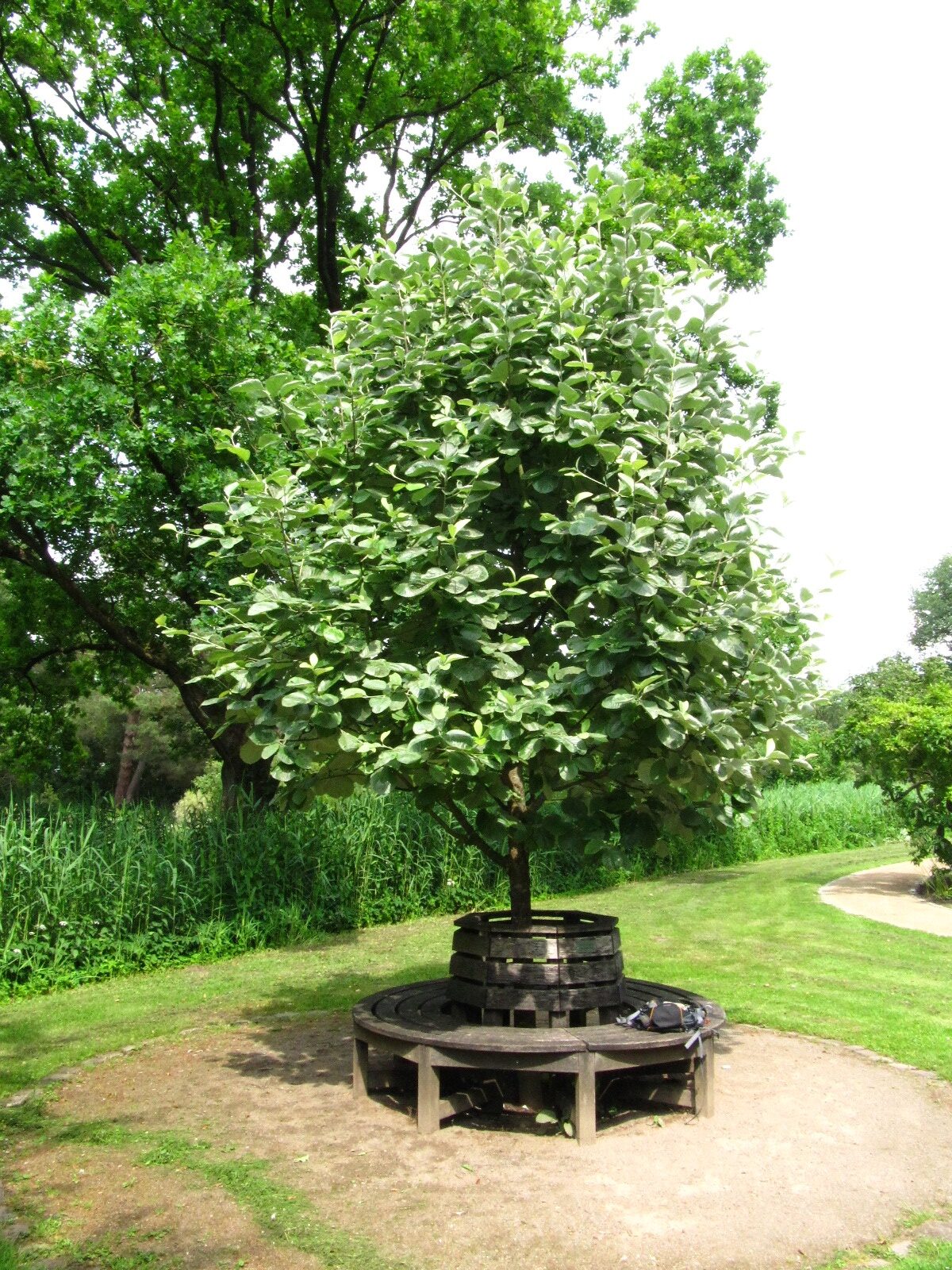 Sorbus thibetica 'John Mitchell' - Bot. Garten Bremen-Horn-Lehe - Juni 2025