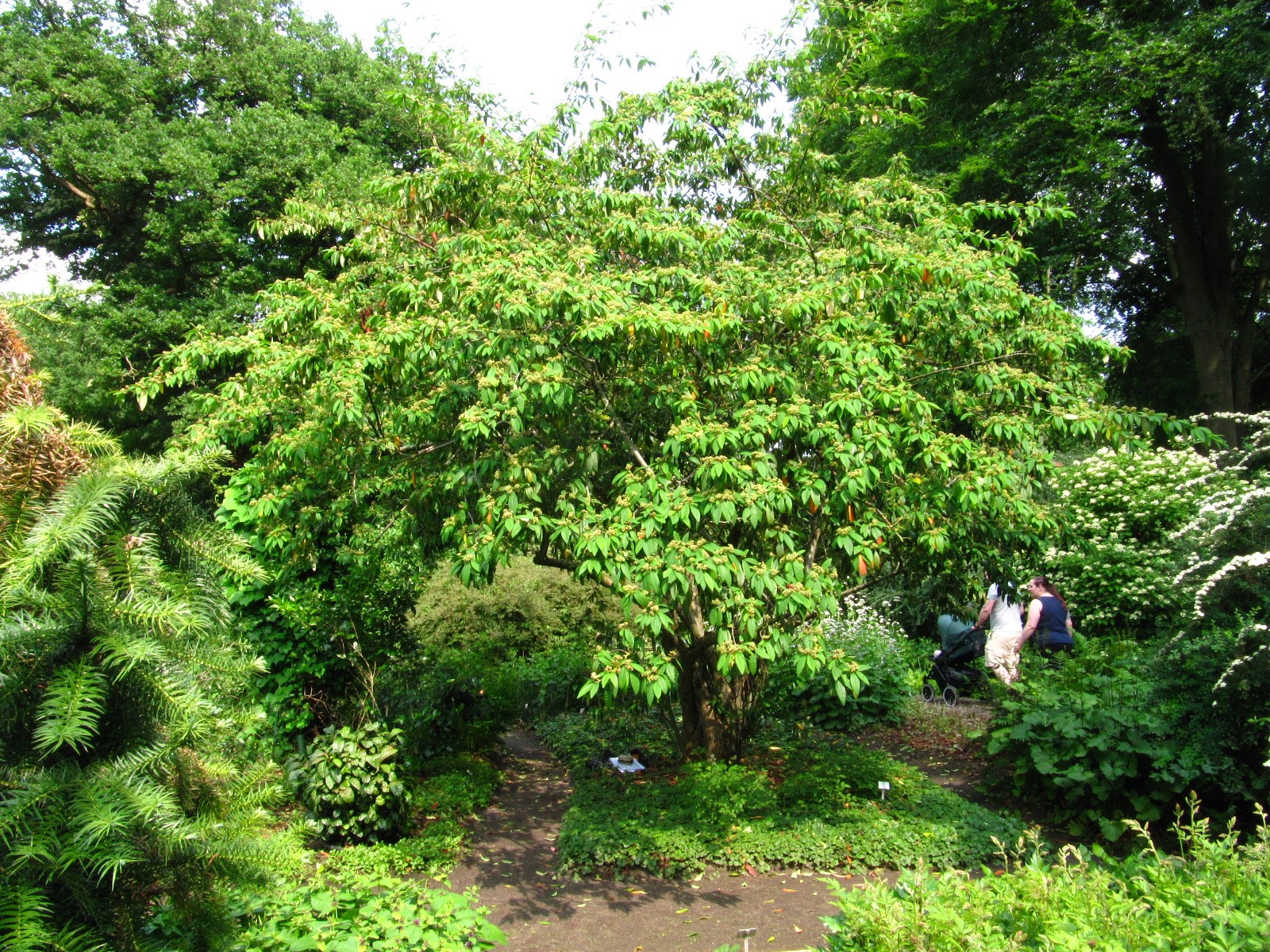 Cotoneaster × wateri 'Cornubia' - Bot. Garten Bremen-Horn-Lehe - Juni 2025