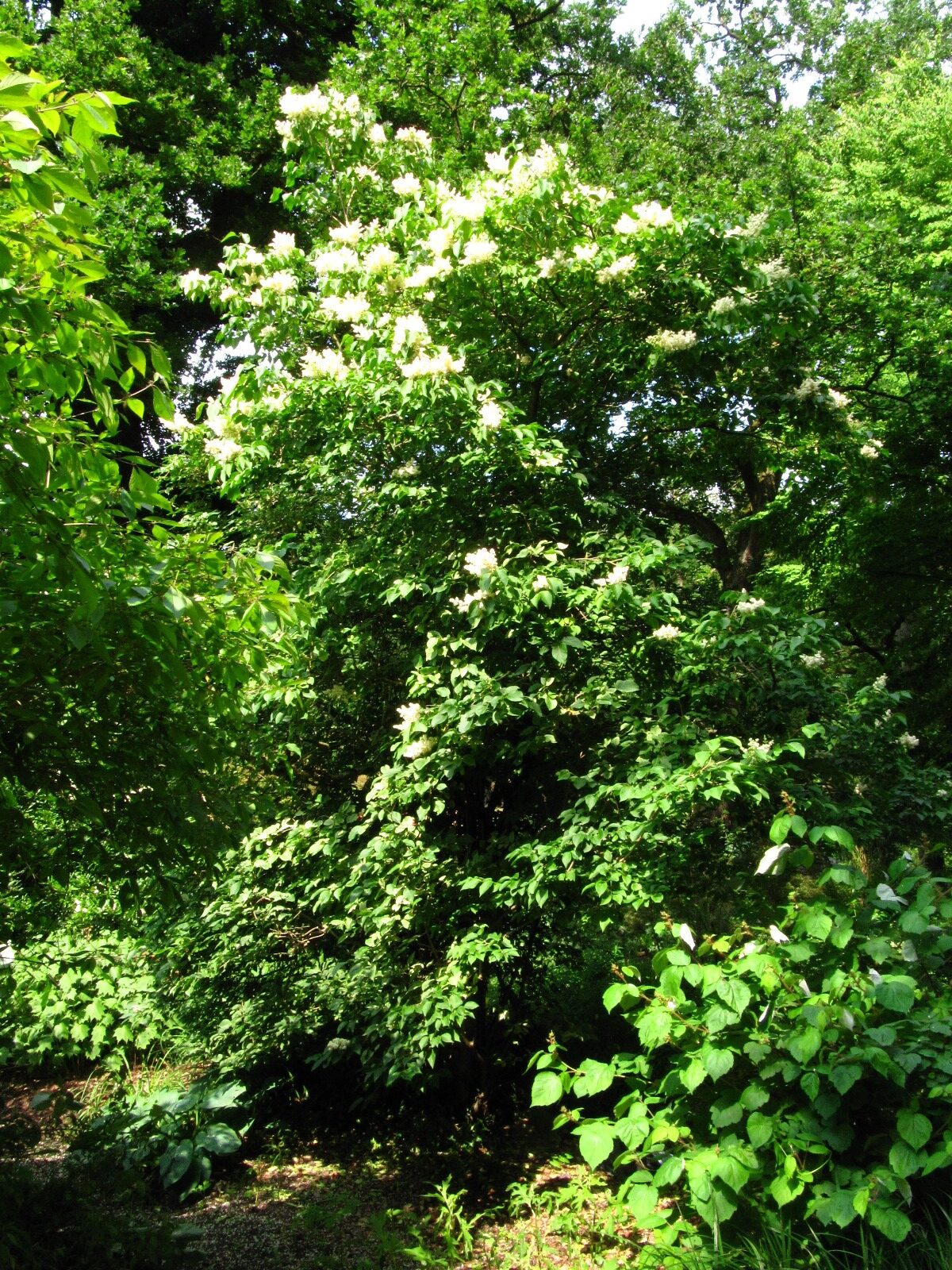 Syringa reticulata subsp. amurensis - Bot. Garten Bremen-Horn-Lehe - Juni 2025