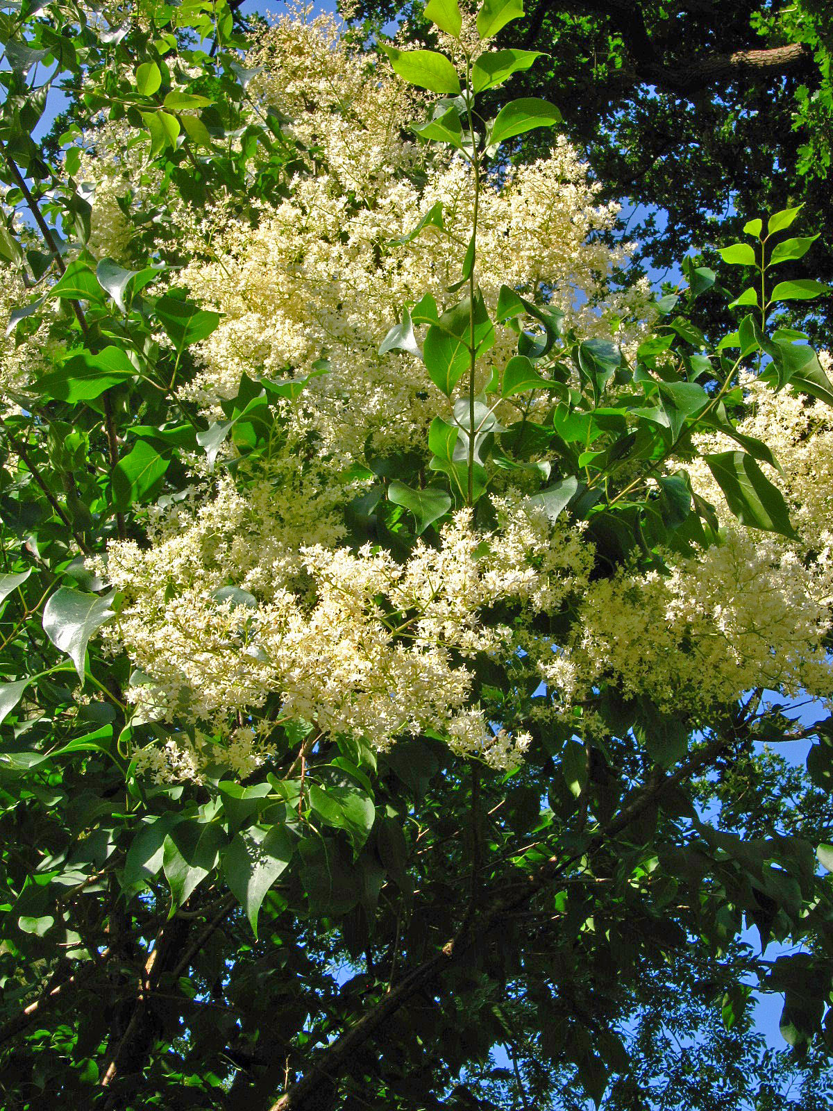 Syringa reticulata 'Gimborns China Pearl', bei Blühbeginn - Bot. Garten Bremen-Horn-Lehe - Juni 2025