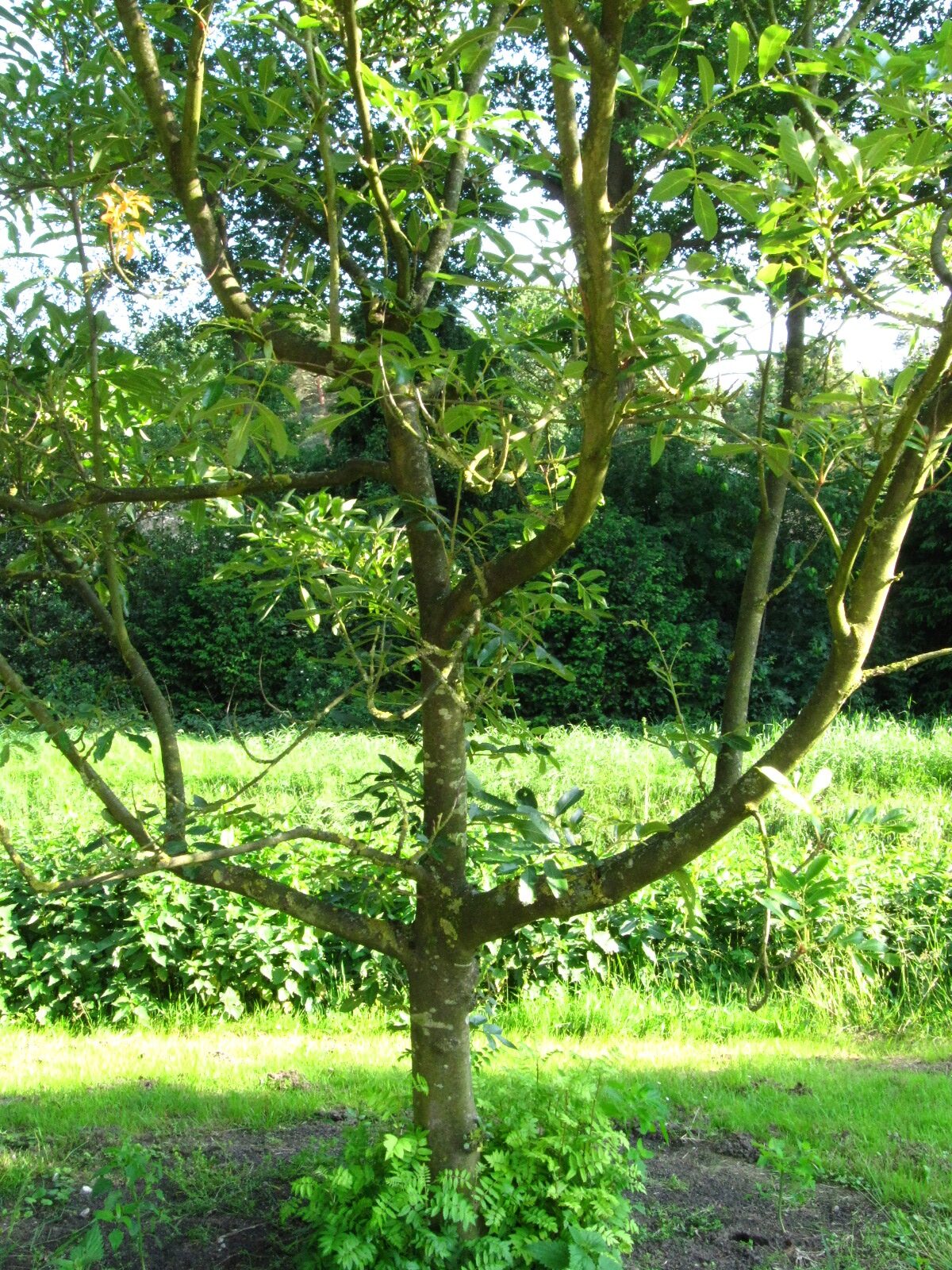 Sorbus wilsoniana - Rhododendron Park Bremen-Horn-Lehe - Juni 2025