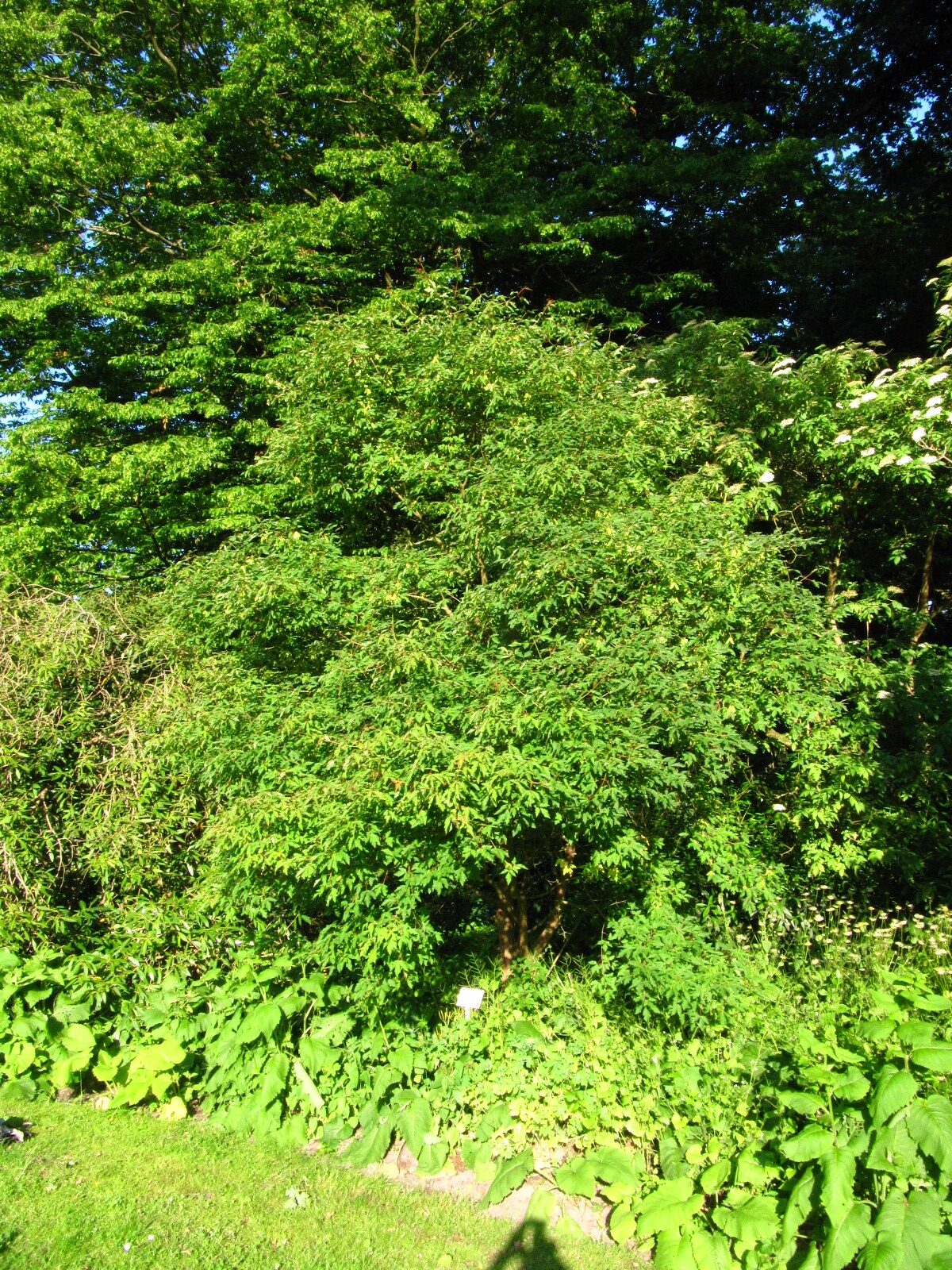 Acer maximowiczianum - Bot. Garten Bremen-Horn-Lehe - Juni 2025