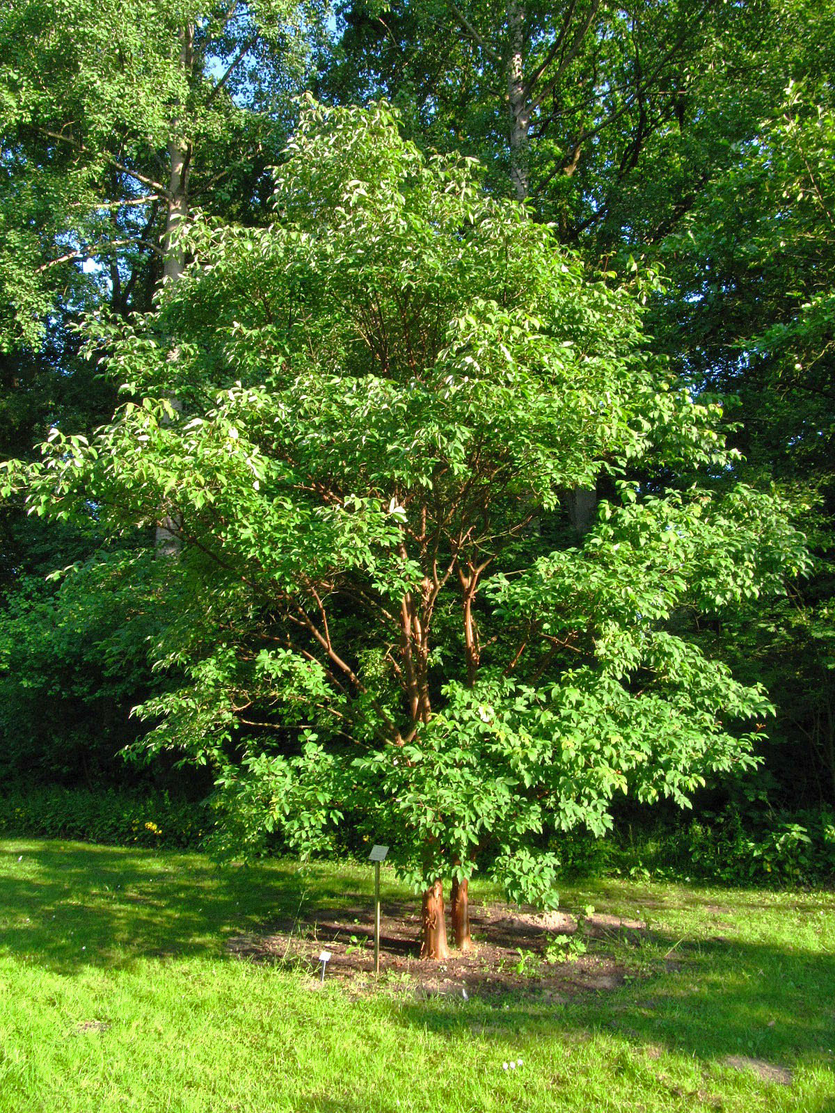 Acer griseum - Bot. Garten Bremen-Horn-Lehe - Juni 2025