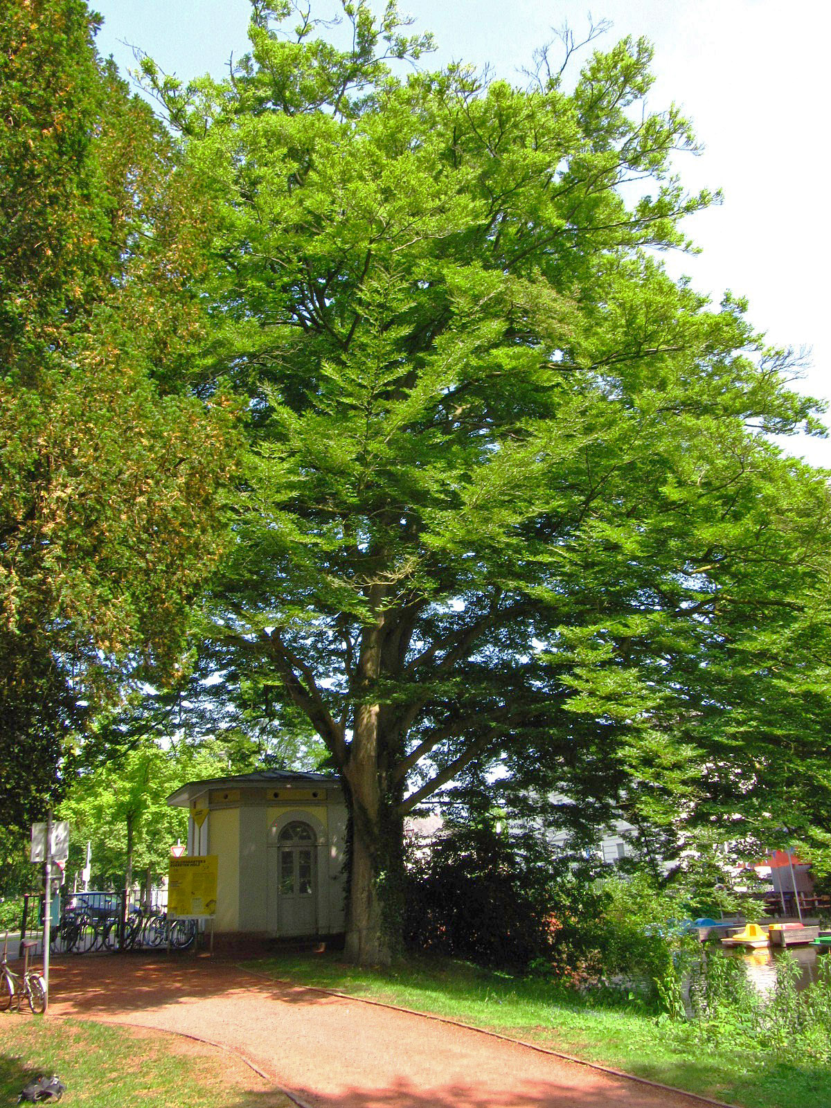 Fagus sylvatica 'Asplenifolia' - Schlosspark Oldenburg - Juni 2025