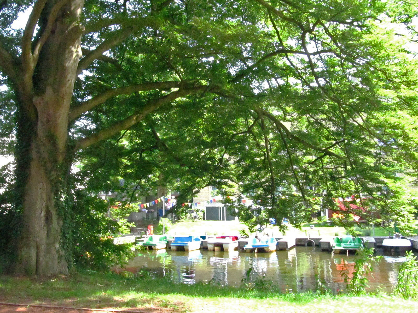Fagus sylvatica 'Asplenifolia' - Schlosspark Oldenburg - Juni 2025