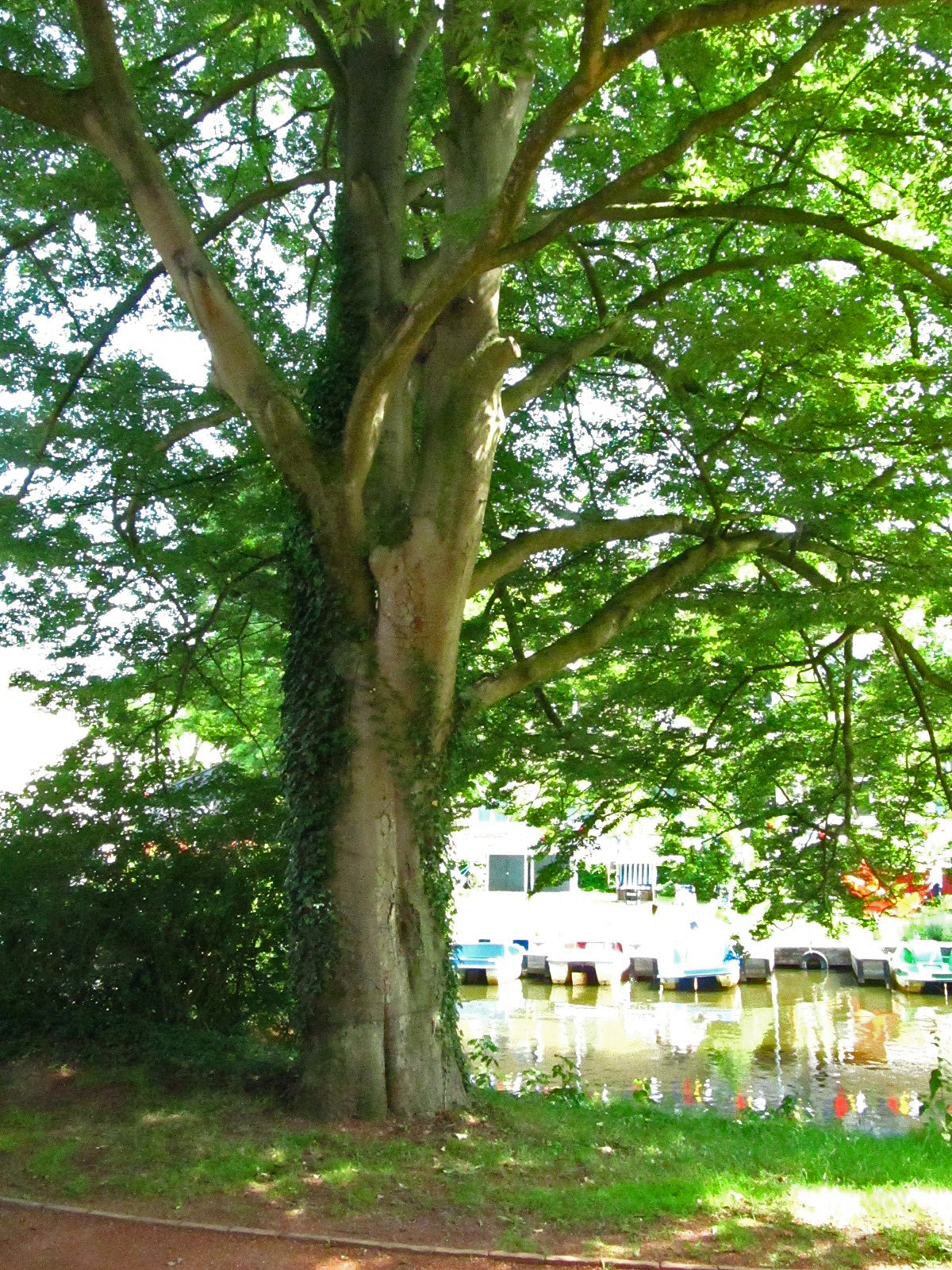 Fagus sylvatica 'Asplenifolia' - Schlosspark Oldenburg - Juni 2025