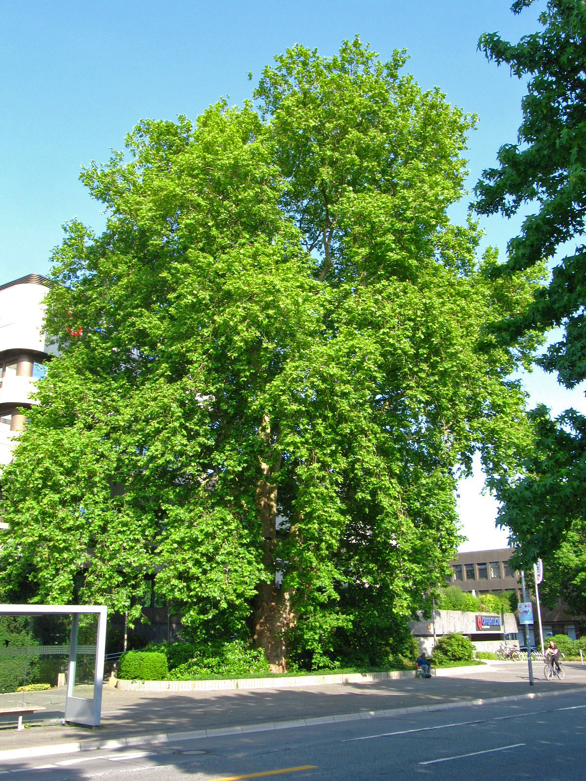 Platanus × hispanica - Oldenburg-Innenstadtring - Juni 2025