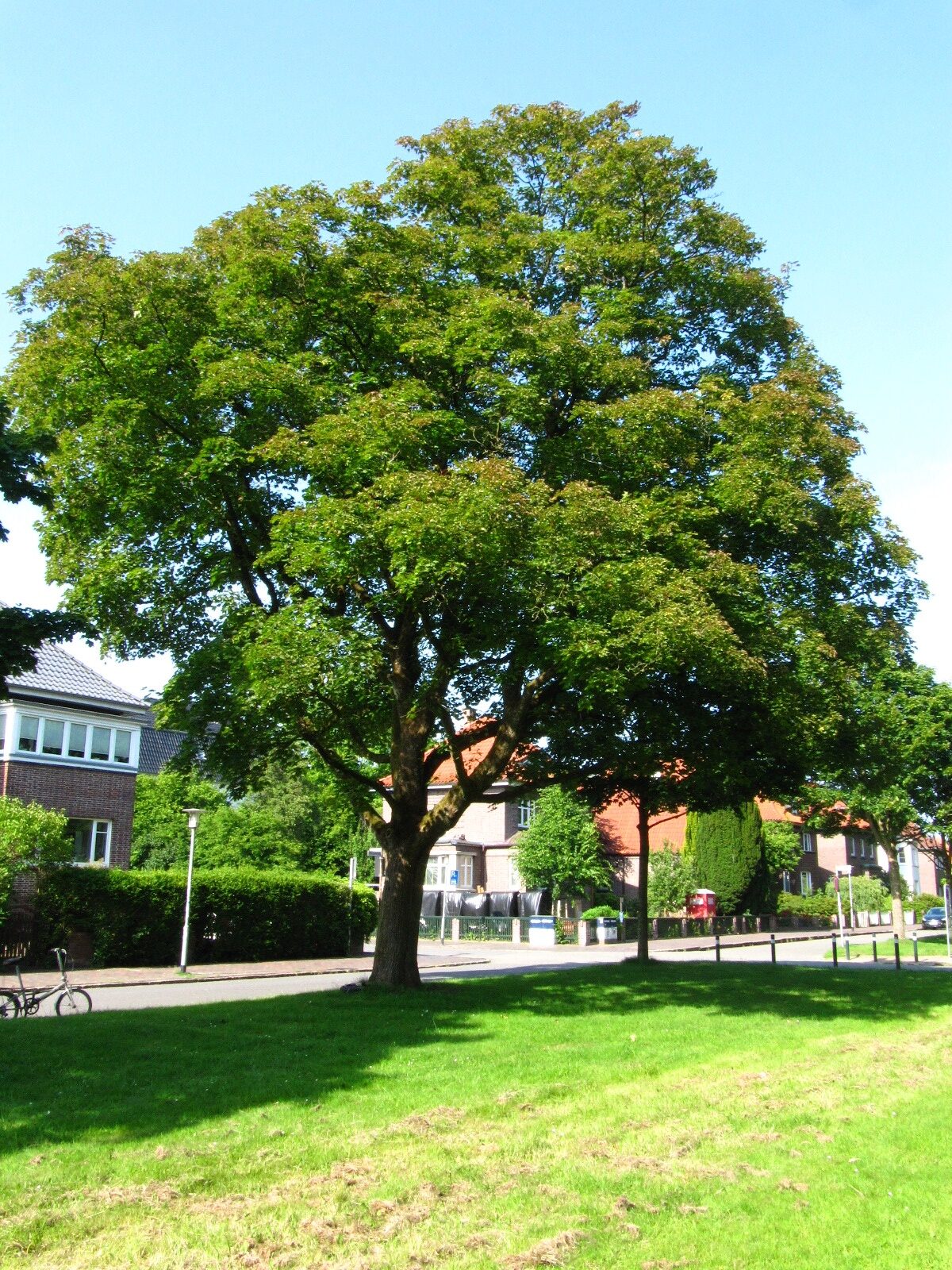 Acer platanoides 'Reitenbachii' - Oldenburg Juni 2025