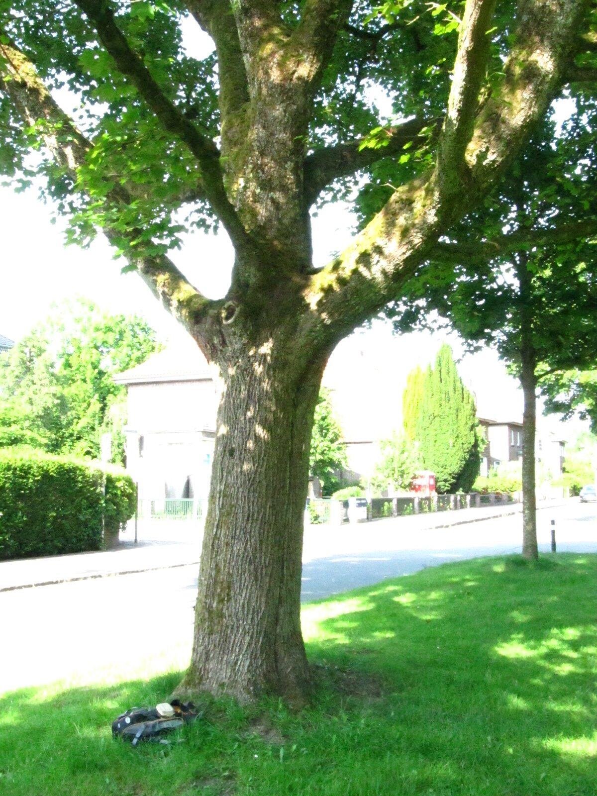 Acer platanoides 'Reitenbachii' - Oldenburg Juni 2025