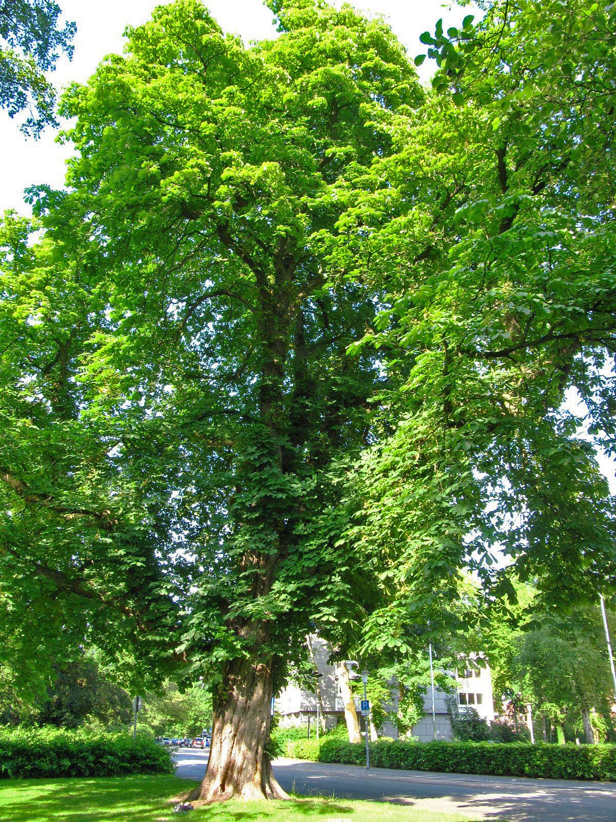 Aesculus hippocastanum - Oldenburg - Juni 2025