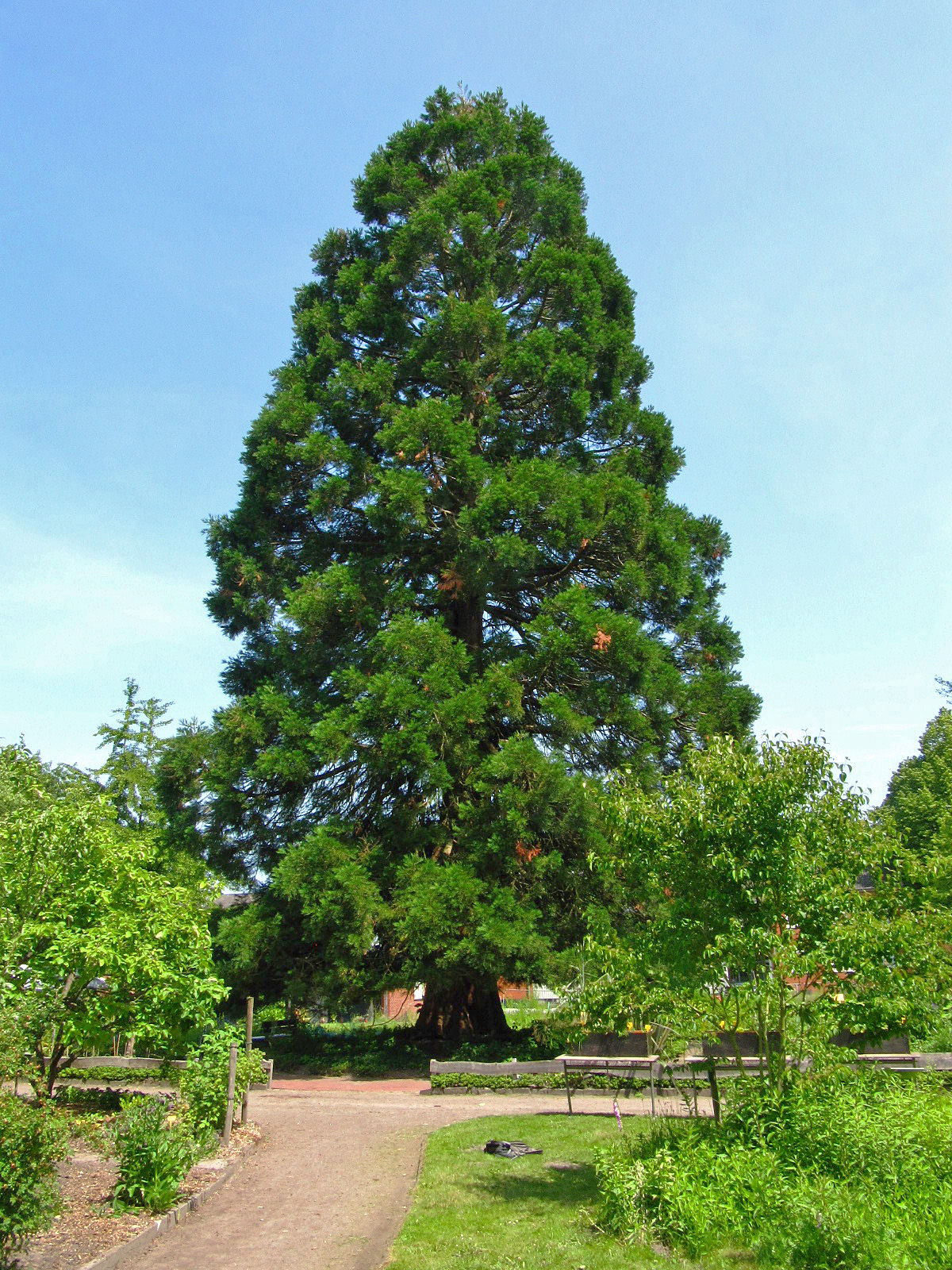 Sequoiadendron giganteum - Bot. Garten Oldenburg - Juni 2025
