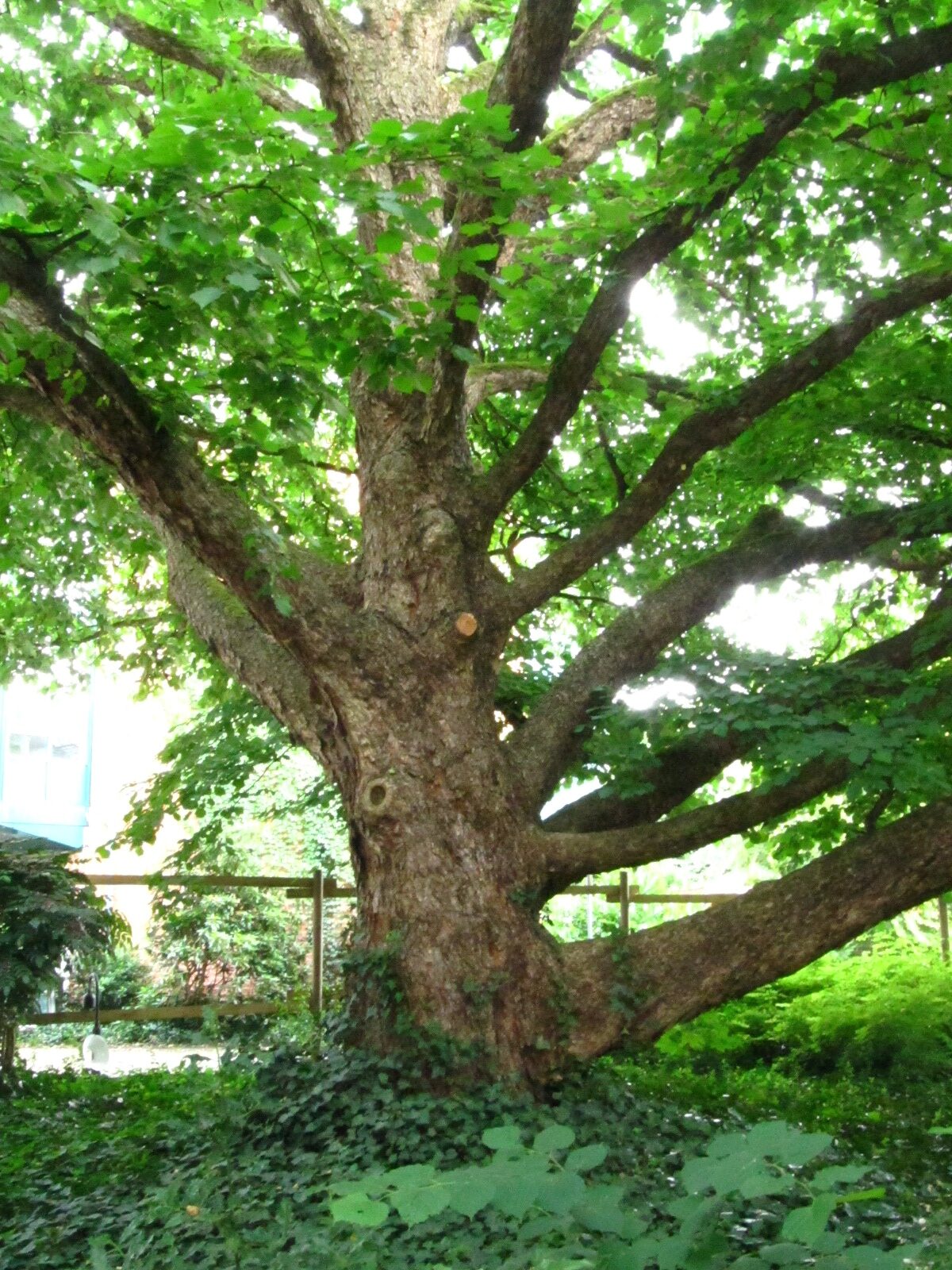 Corylus colurna - Oldenburg - Juni 2025