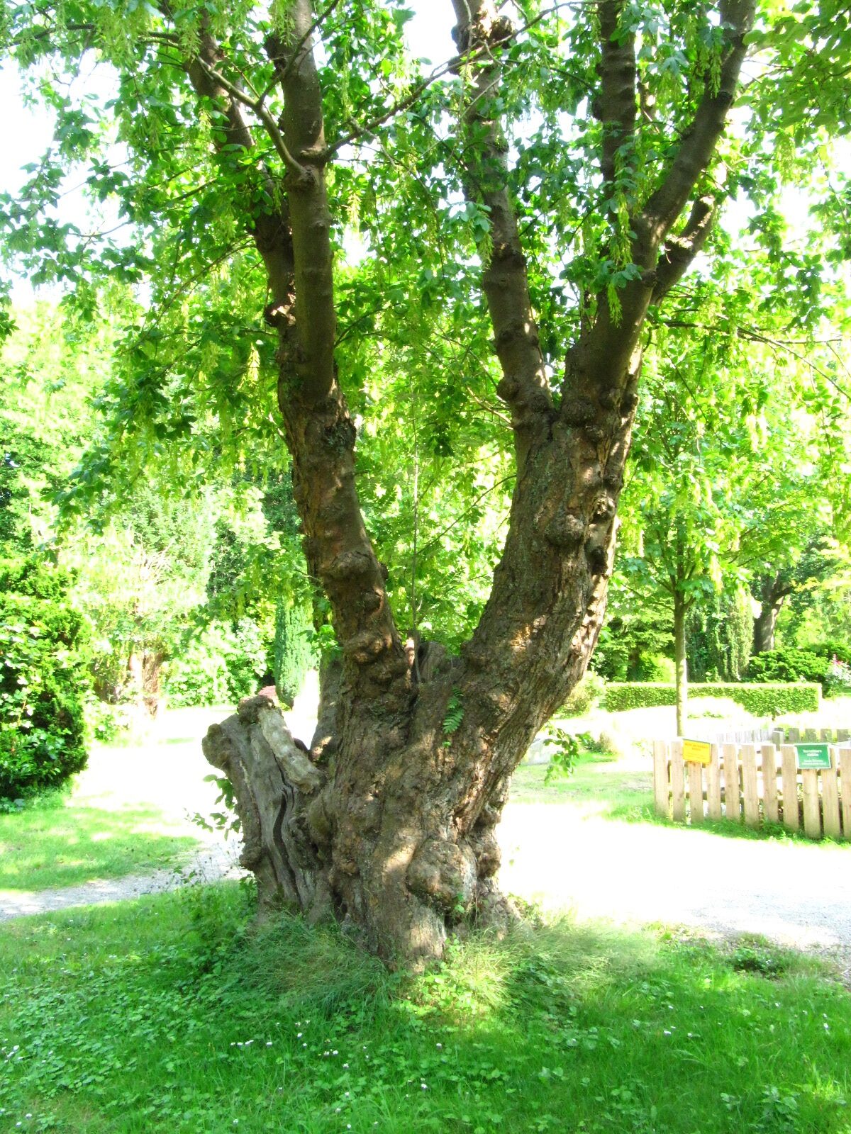 Laburnum alpinum - Wilhelmshaven - Juni 2025