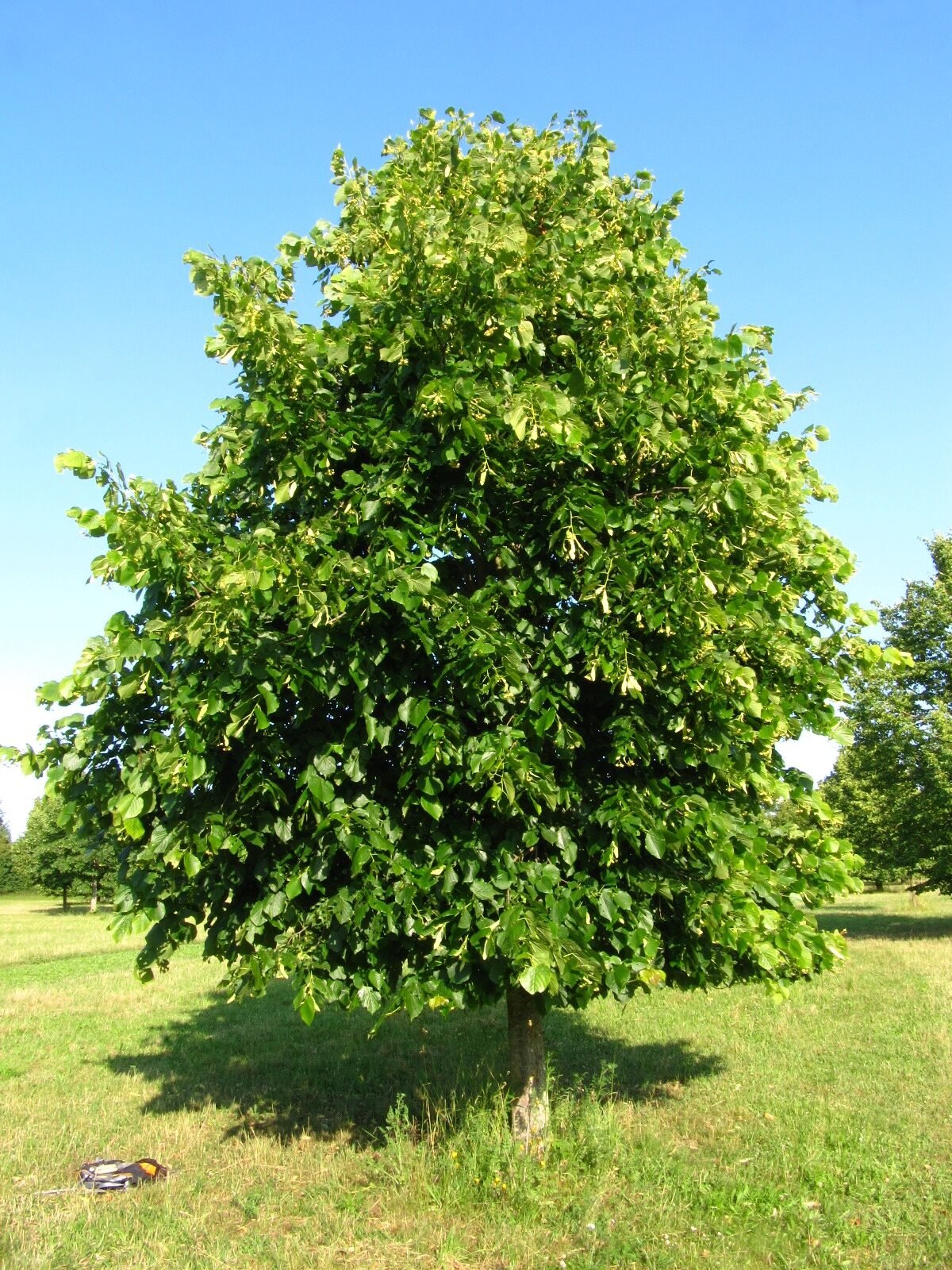 × flaccida Tilia