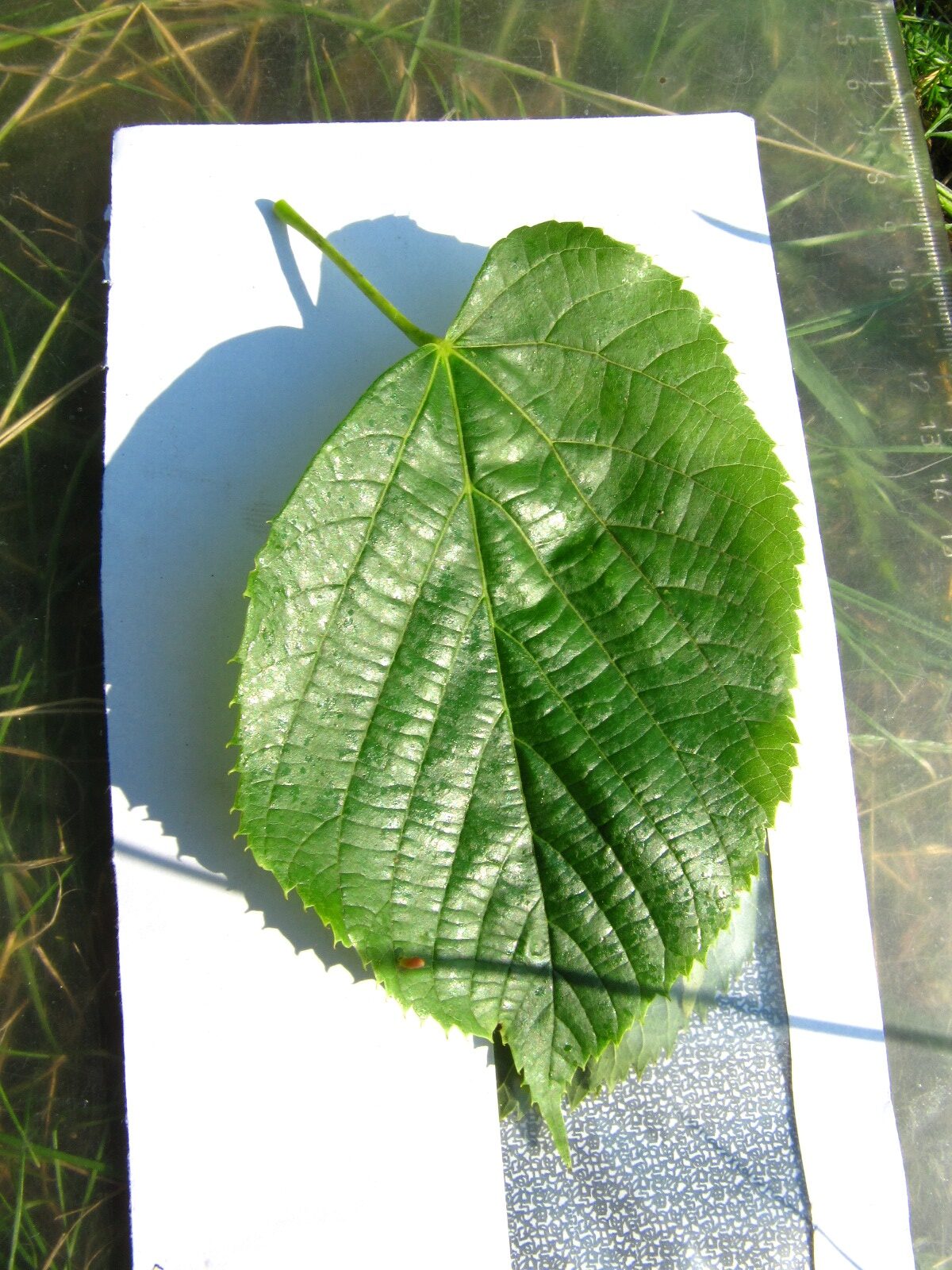 Tilia × flaccida - Arboretum Thedinghausen - Juni 2025
