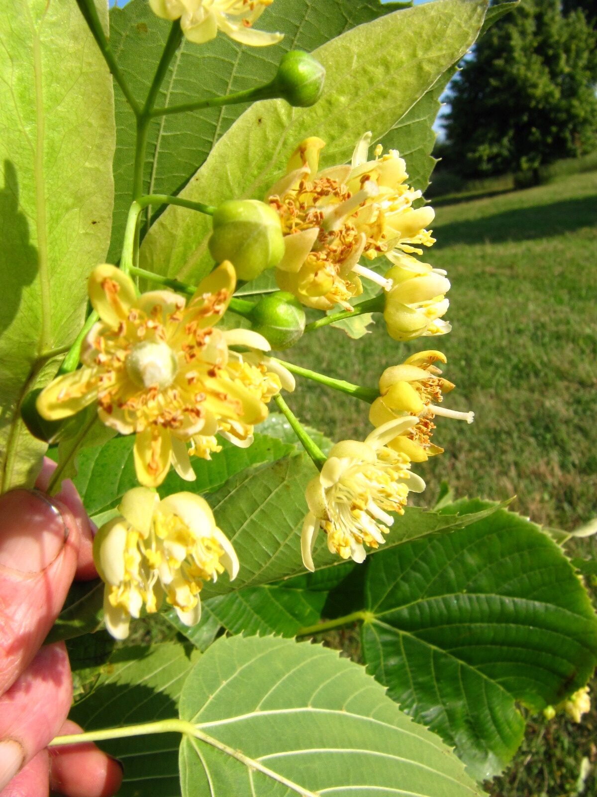 Tilia × flaccida - Arboretum Thedinghausen - Juni 2025