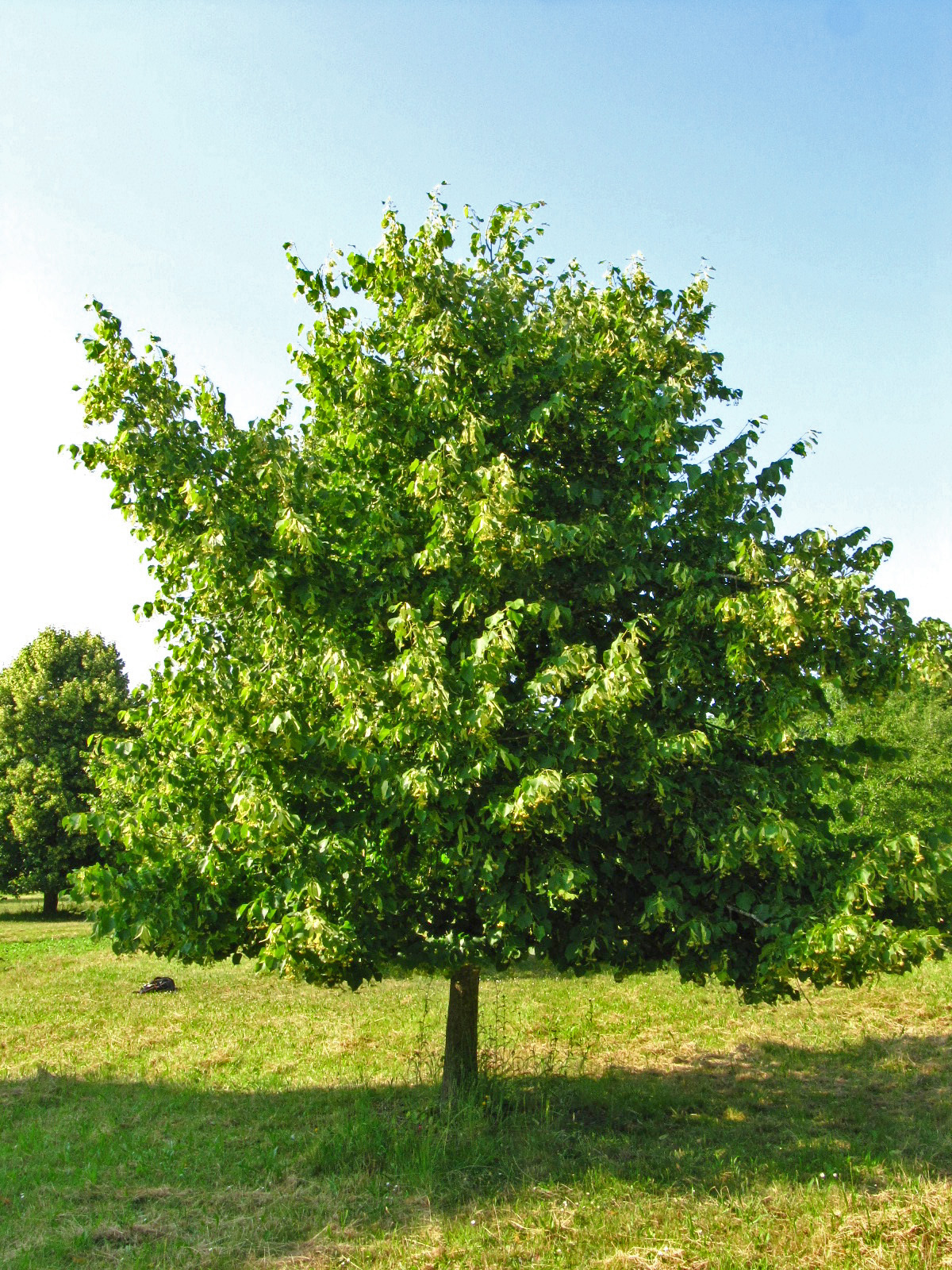 Tilia tuan