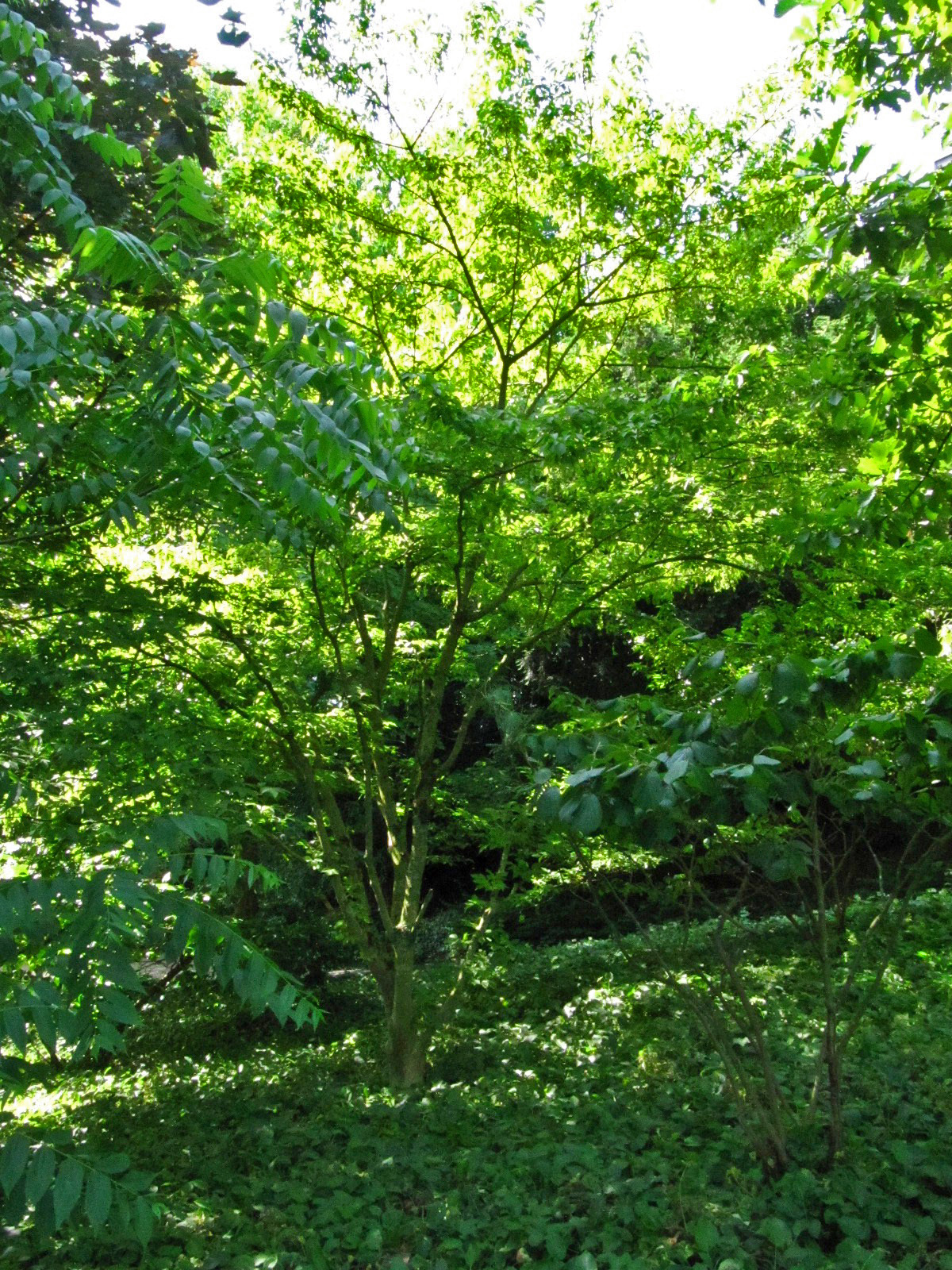 Acer maximowiczianum