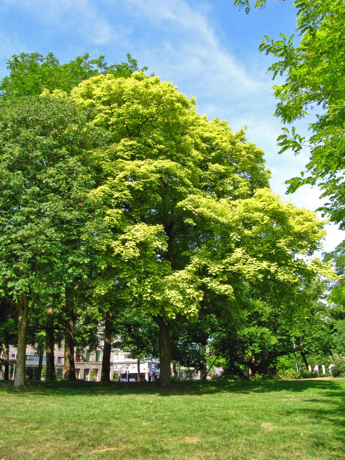 'Variegatum' Acer pseudoplatanus