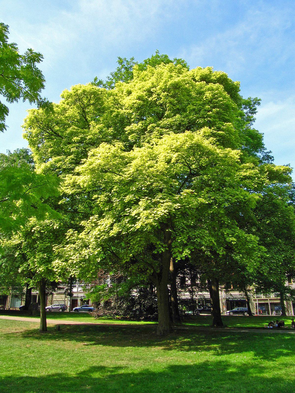Acer pseudoplatanus 'Variegatum' - Wallanlagen Bremen - Juni 2025