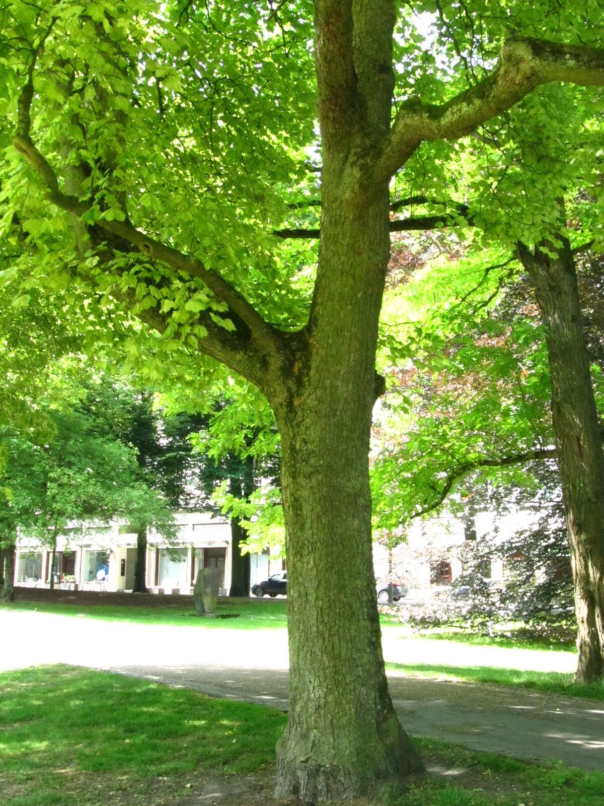 Acer pseudoplatanus 'Variegatum' - Wallanlagen Bremen - Juni 2025