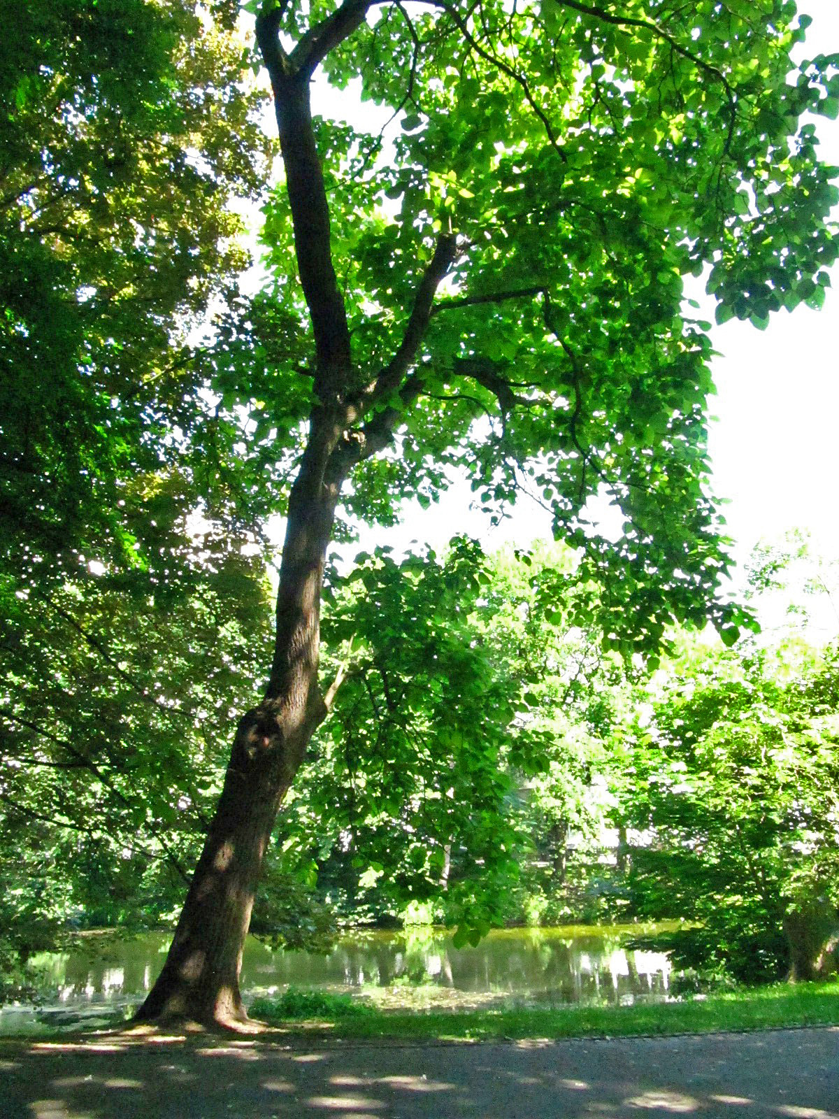 bignonioides Catalpa