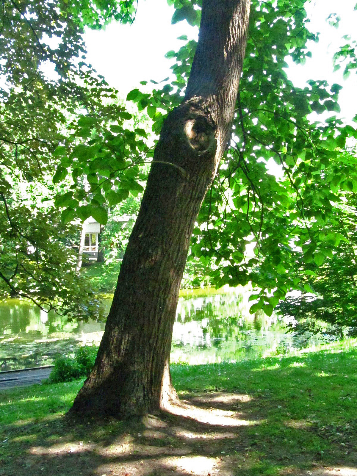 Catalpa bignonioides - Wallanlagen Bremen - Juni 2025
