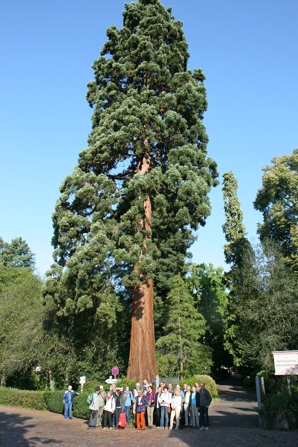 giganteum Sequoiadendron
