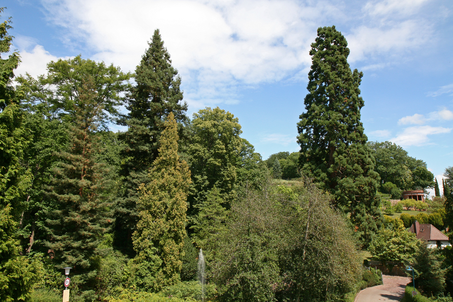 Sequoiadendron giganteum (rechts) - Bad Gleisweiler - Juli 2011