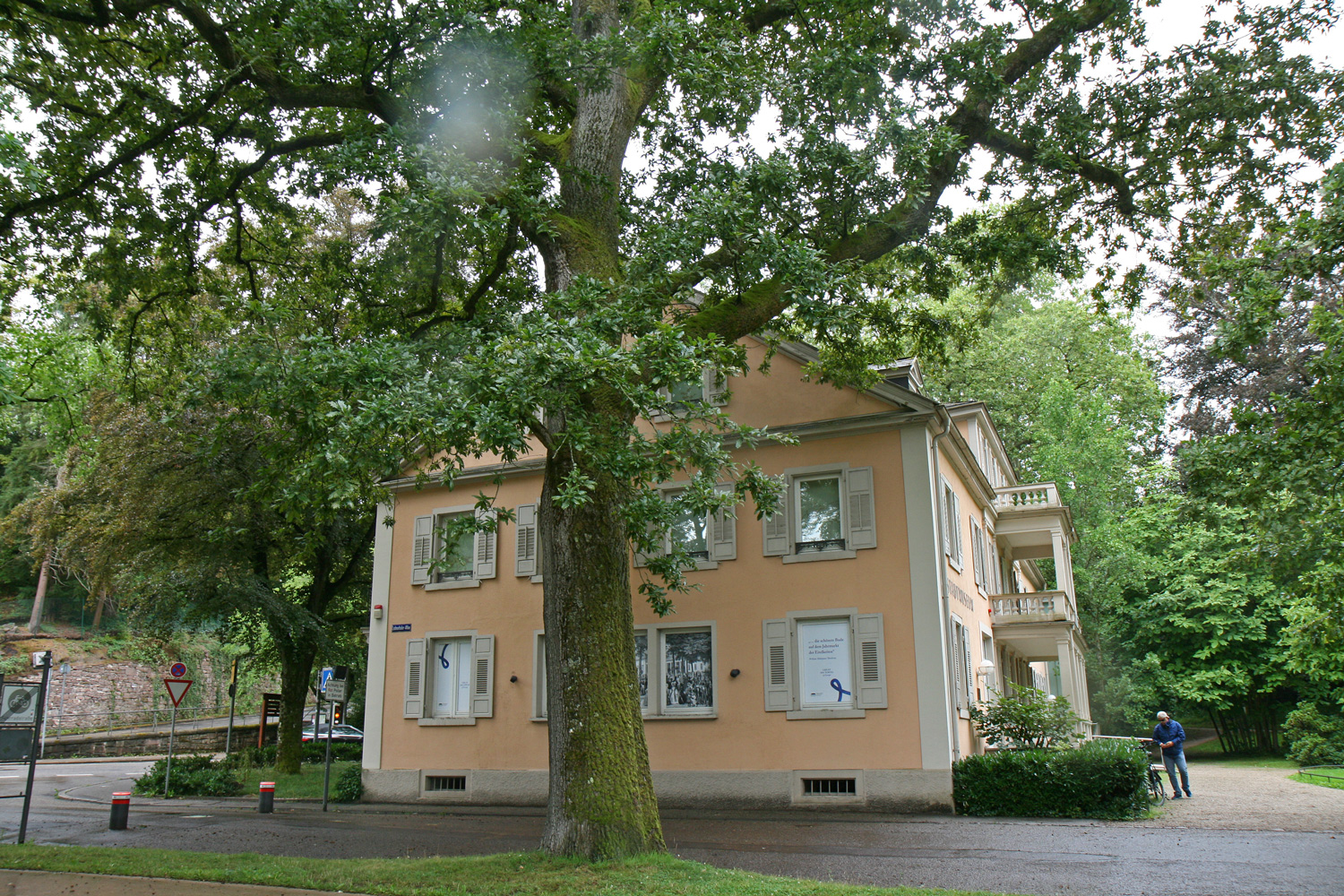 cerris Quercus