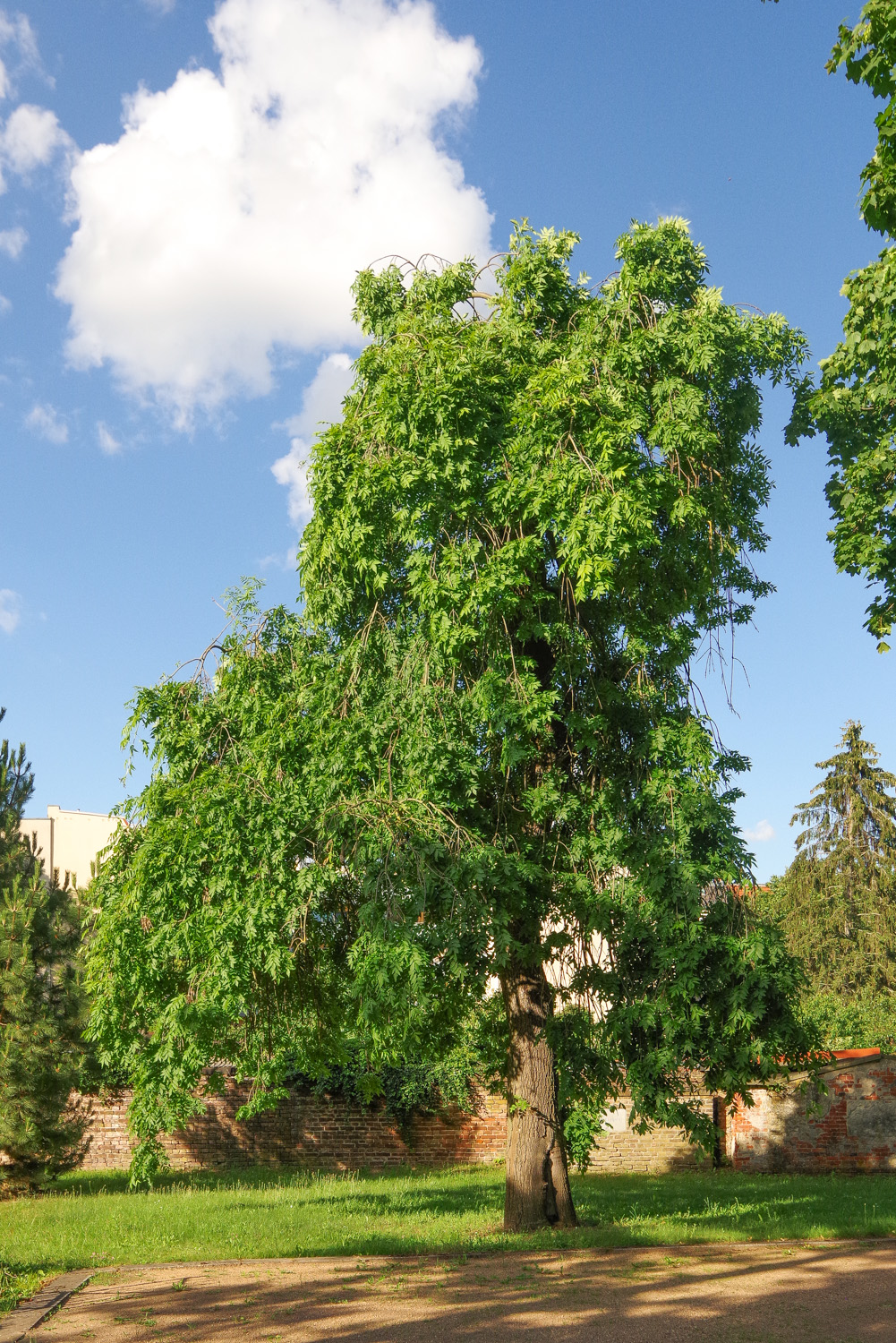 'Pendula' excelsior Fraxinus