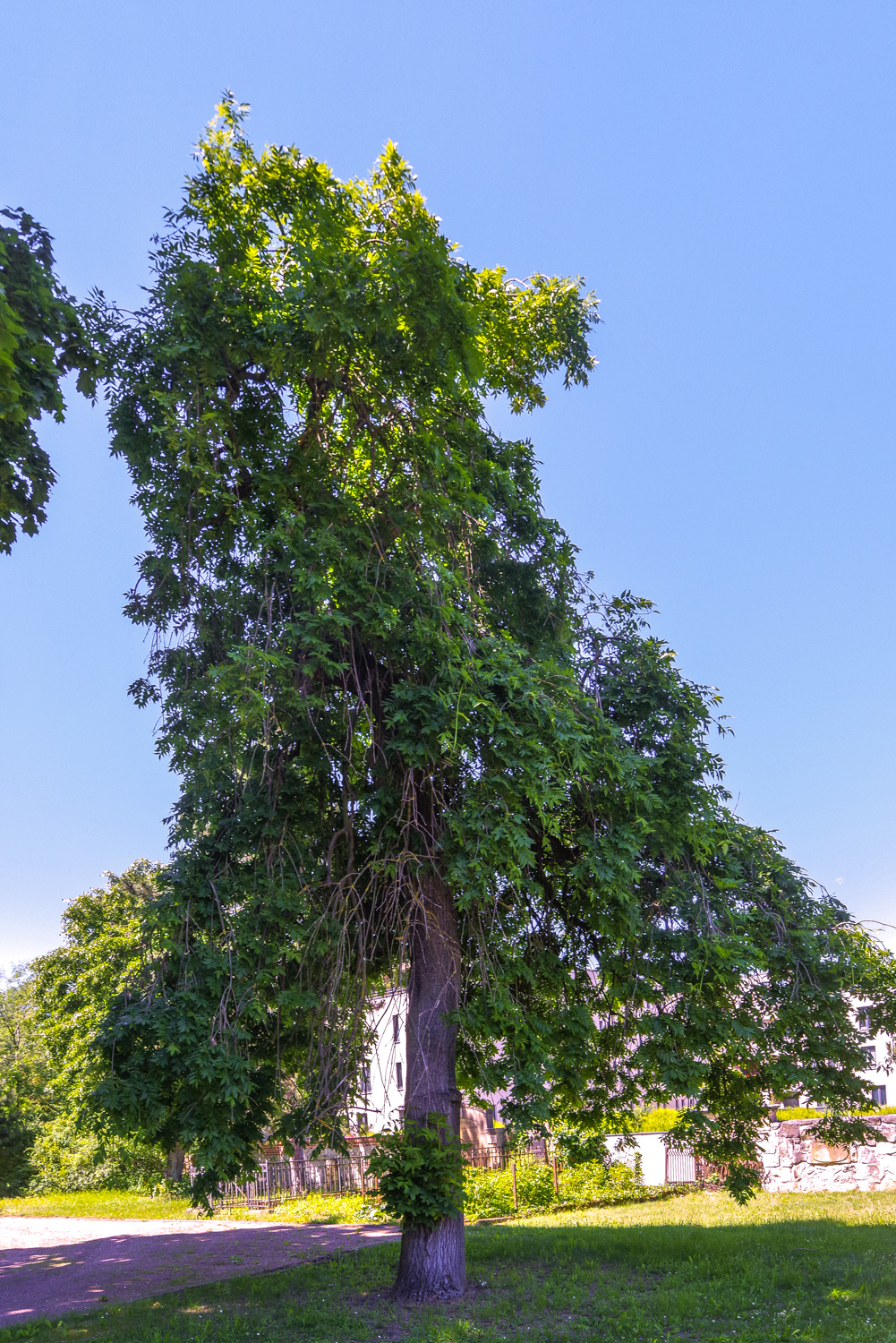 Fraxinus excelsior - Potsdam - Juni 2024