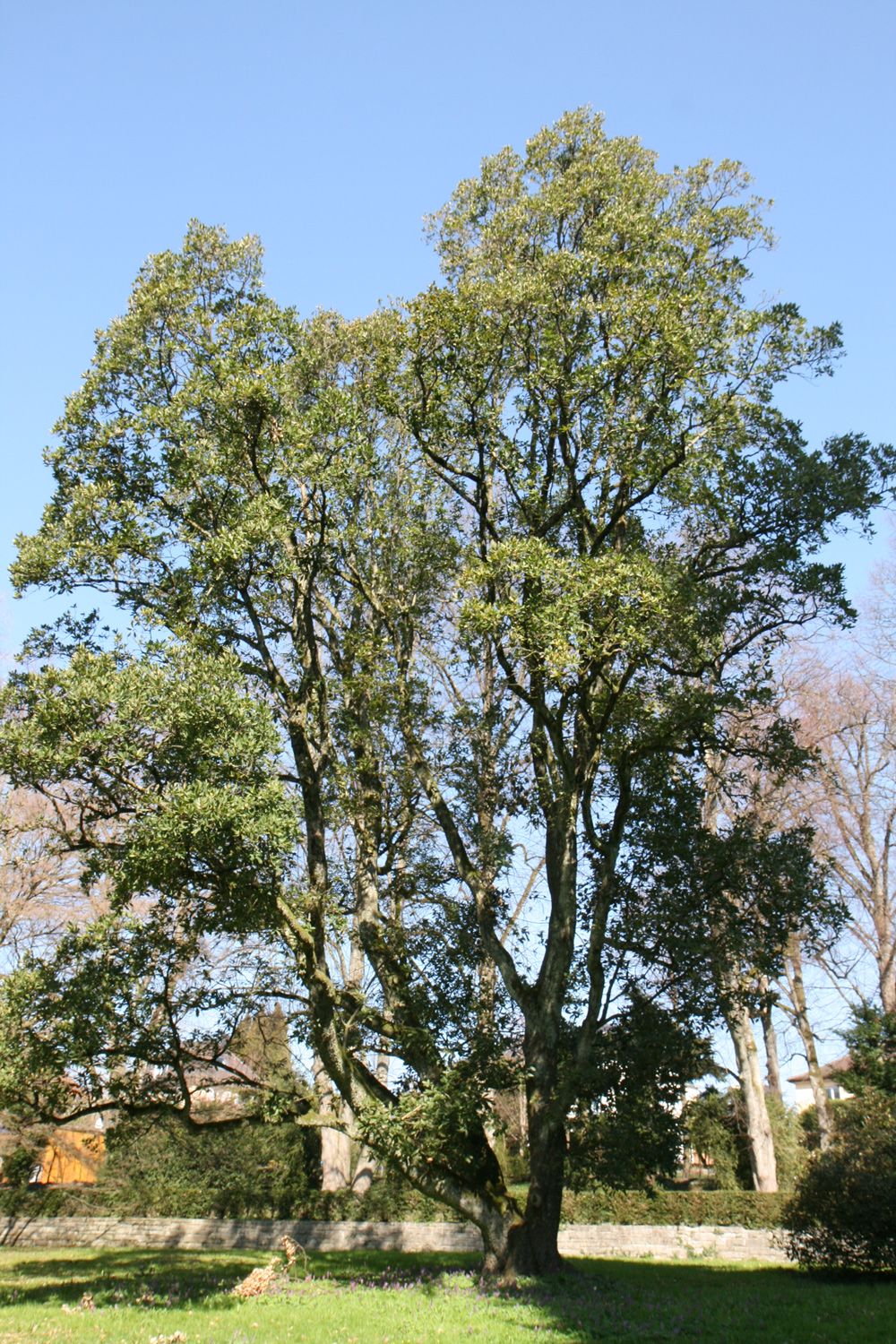 'Pseudoturneri' × turneri Quercus