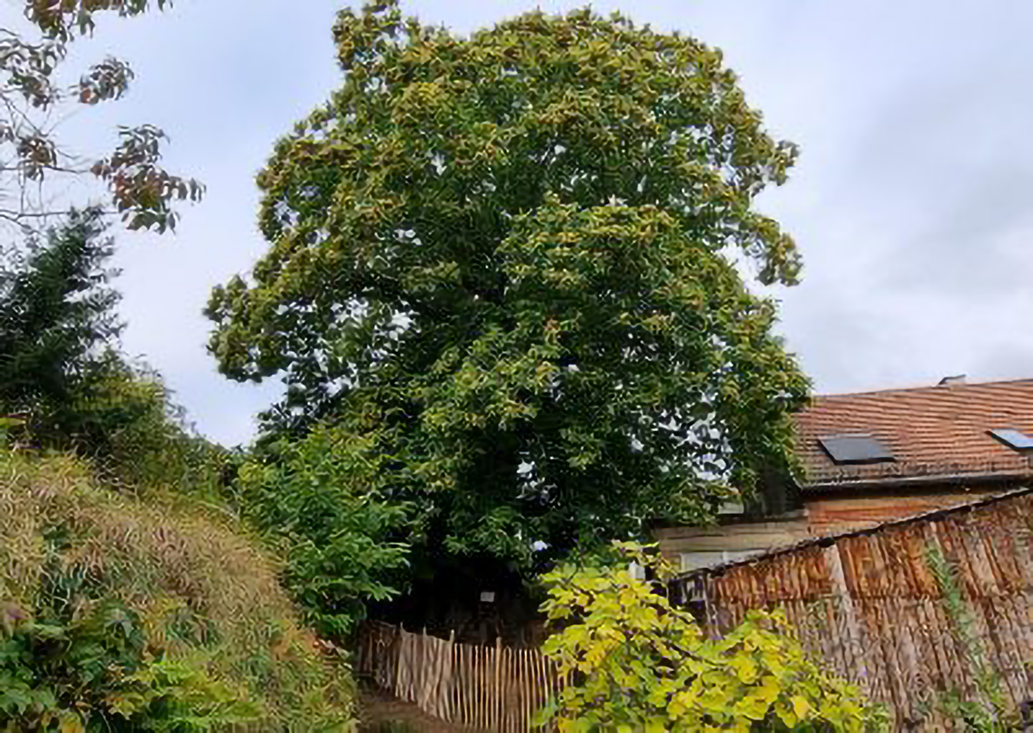 Der Baum in vollster Herbsttracht zum Oktoberfest - 2021