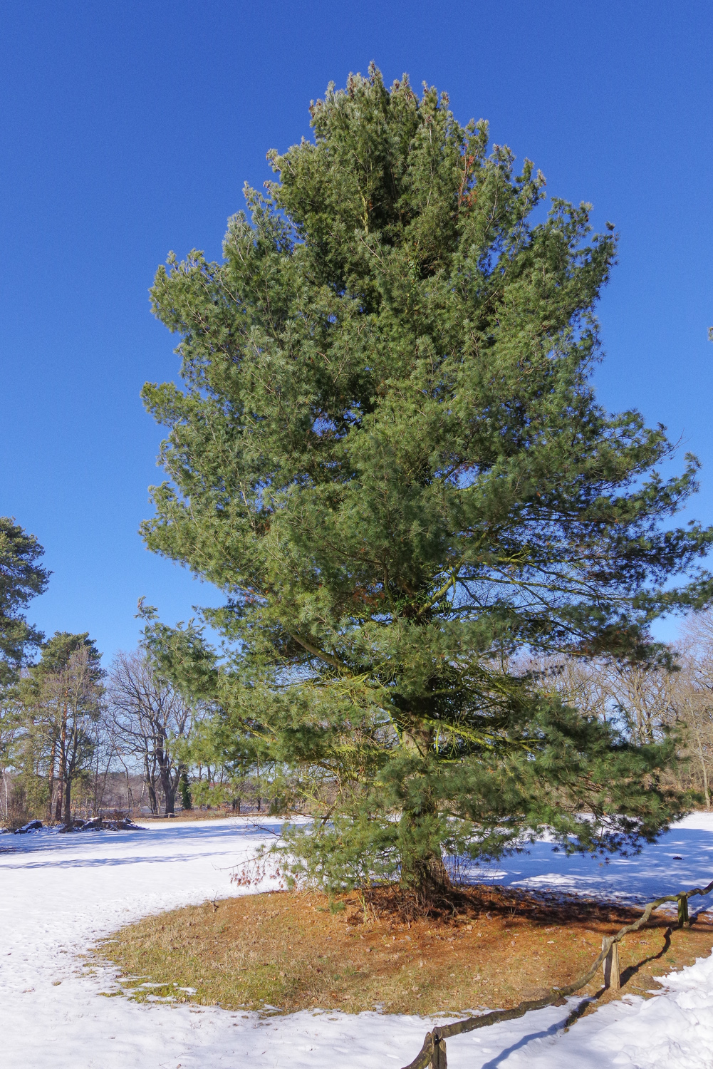 Pinus strobus