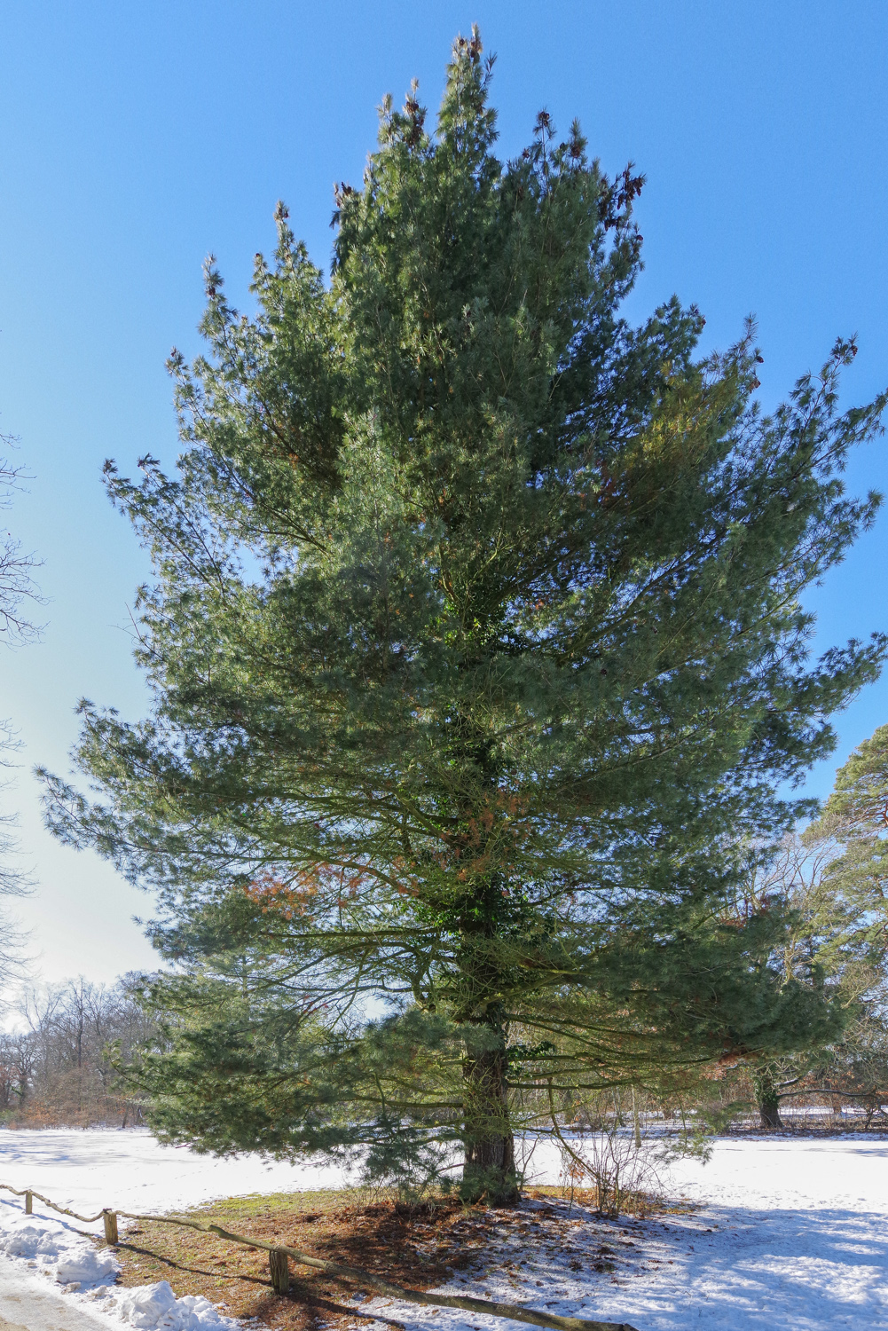 Pinus strobus - Berlin, Pfaueninsel - Febr. 2025